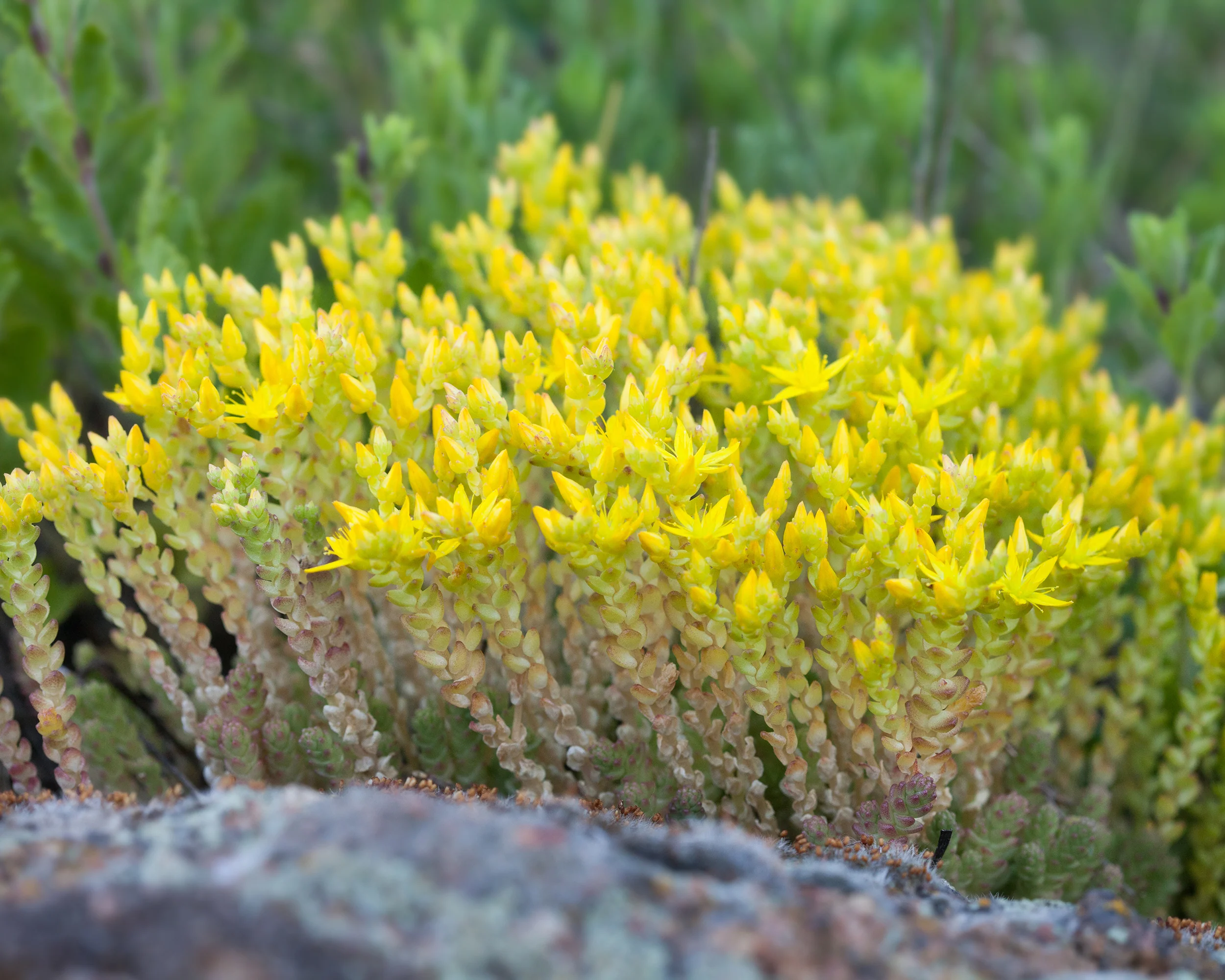Sedum acre - Image 10