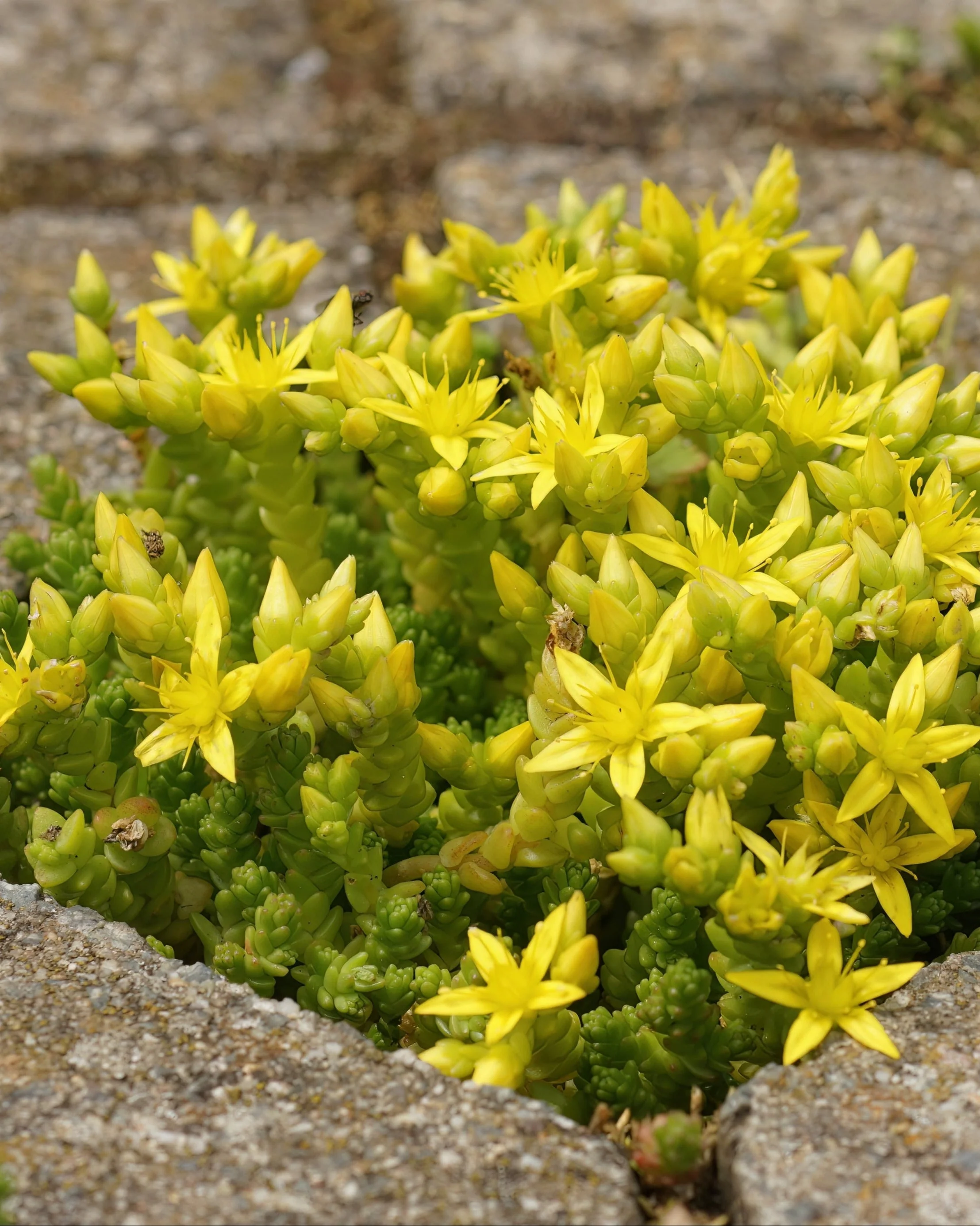 Sedum acre - Image 3