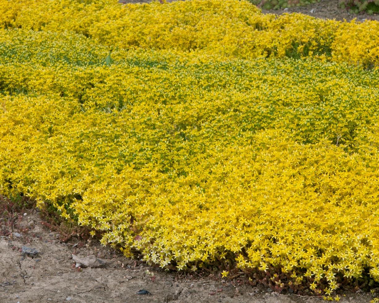 Sedum acre - Image 6