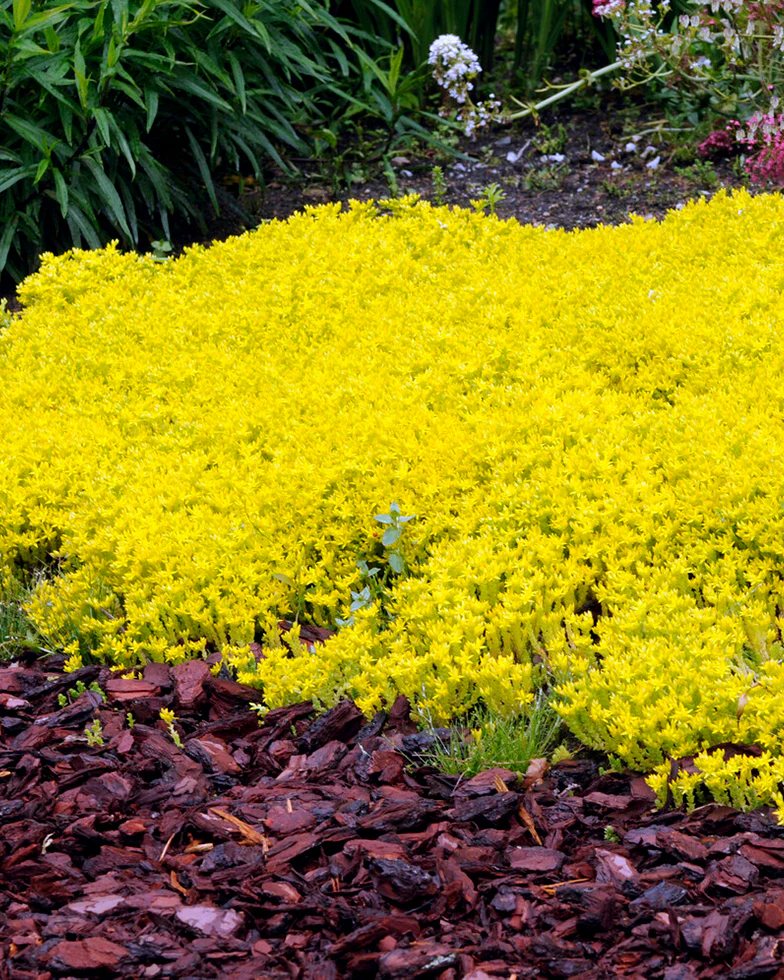 Sedum acre - Image 7