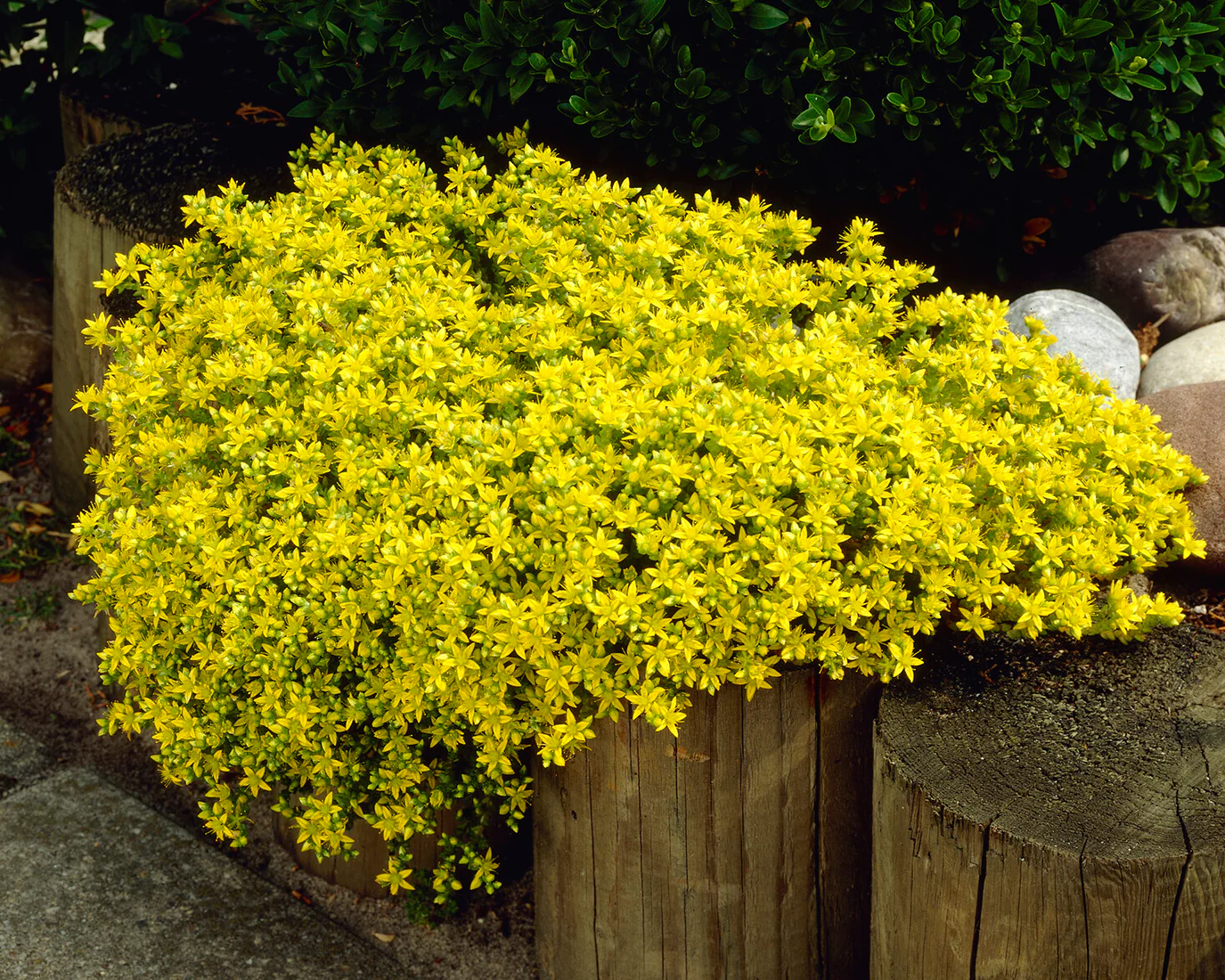 Sedum acre - Image 8