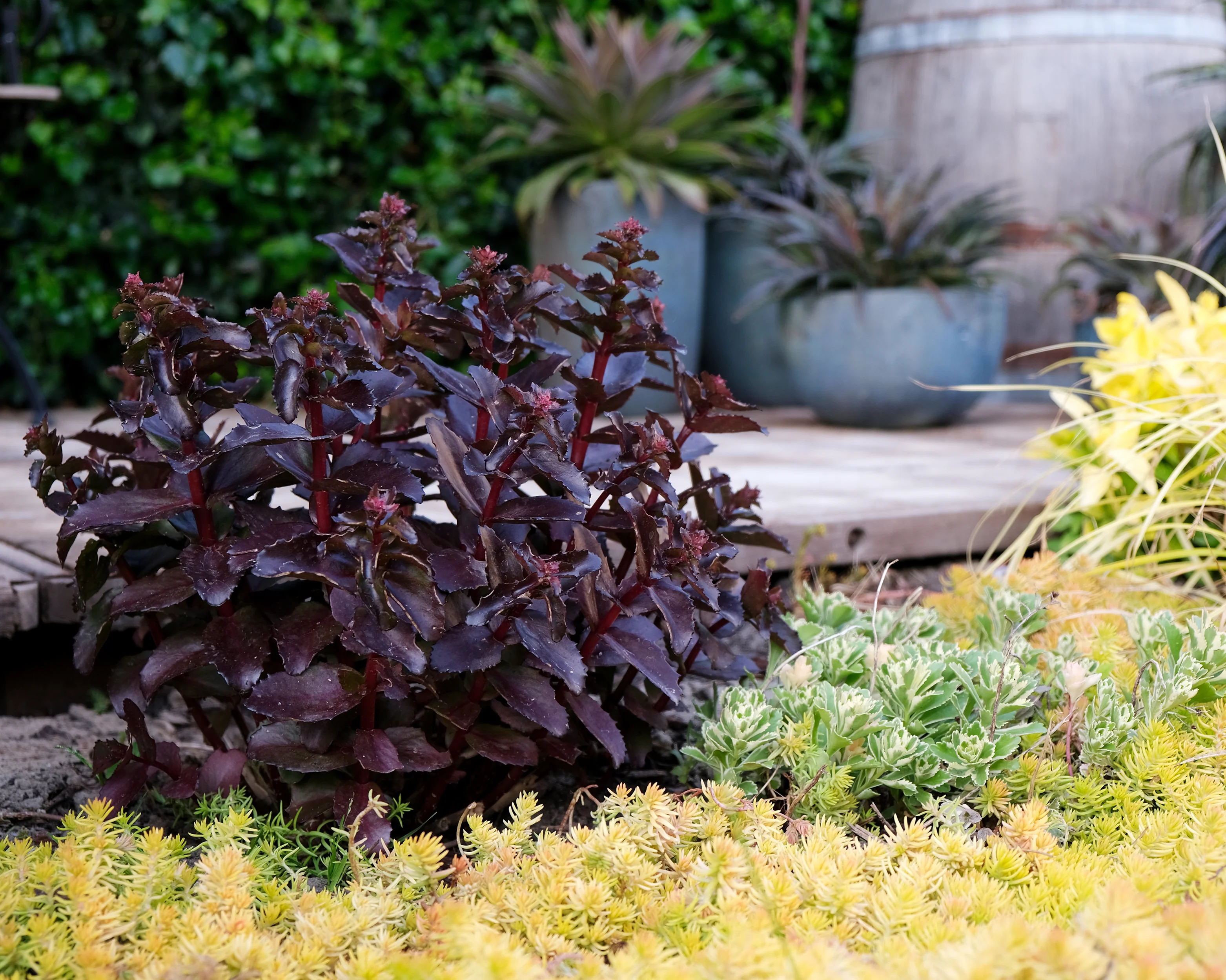 Sedum 'Black Knight' - Image 3