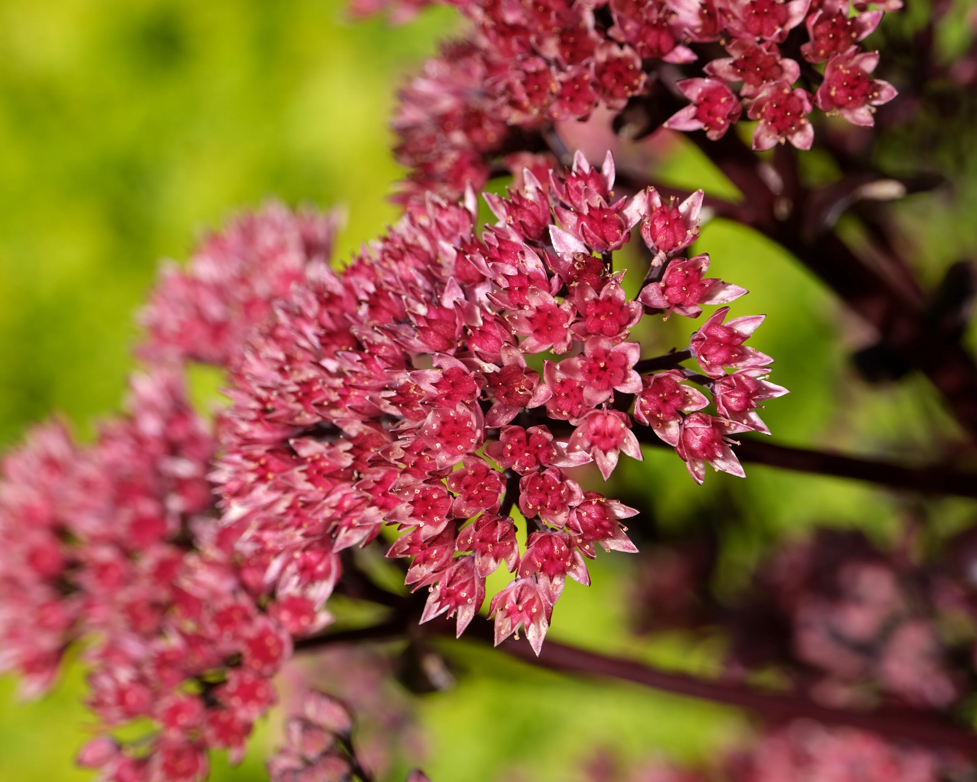 Sedum 'Black Knight' - Image 4