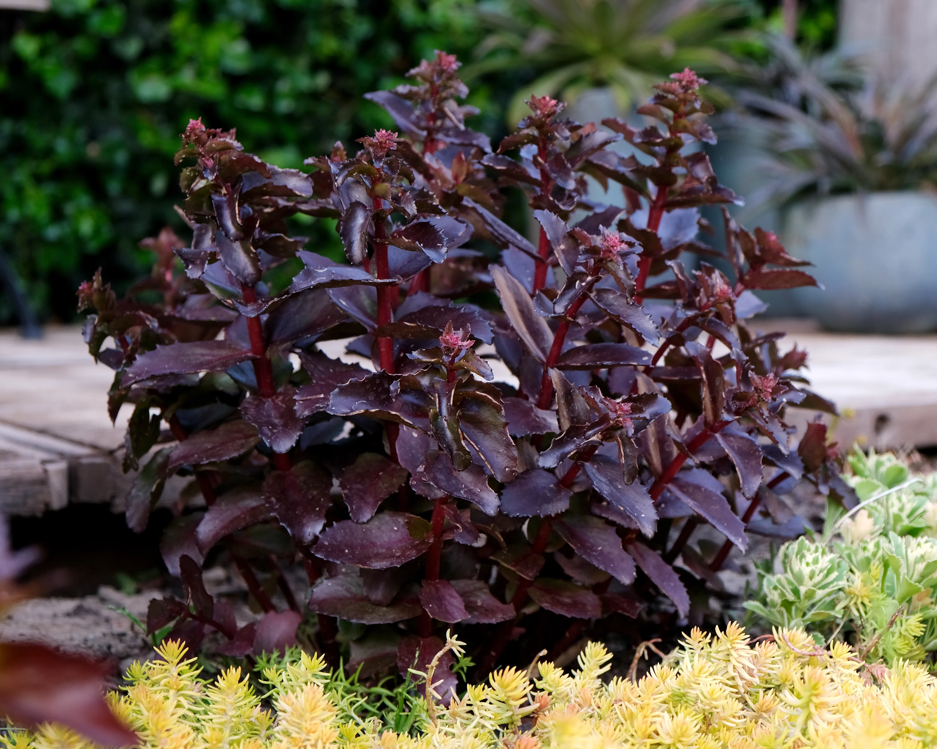 Sedum 'Black Knight' - Image 5