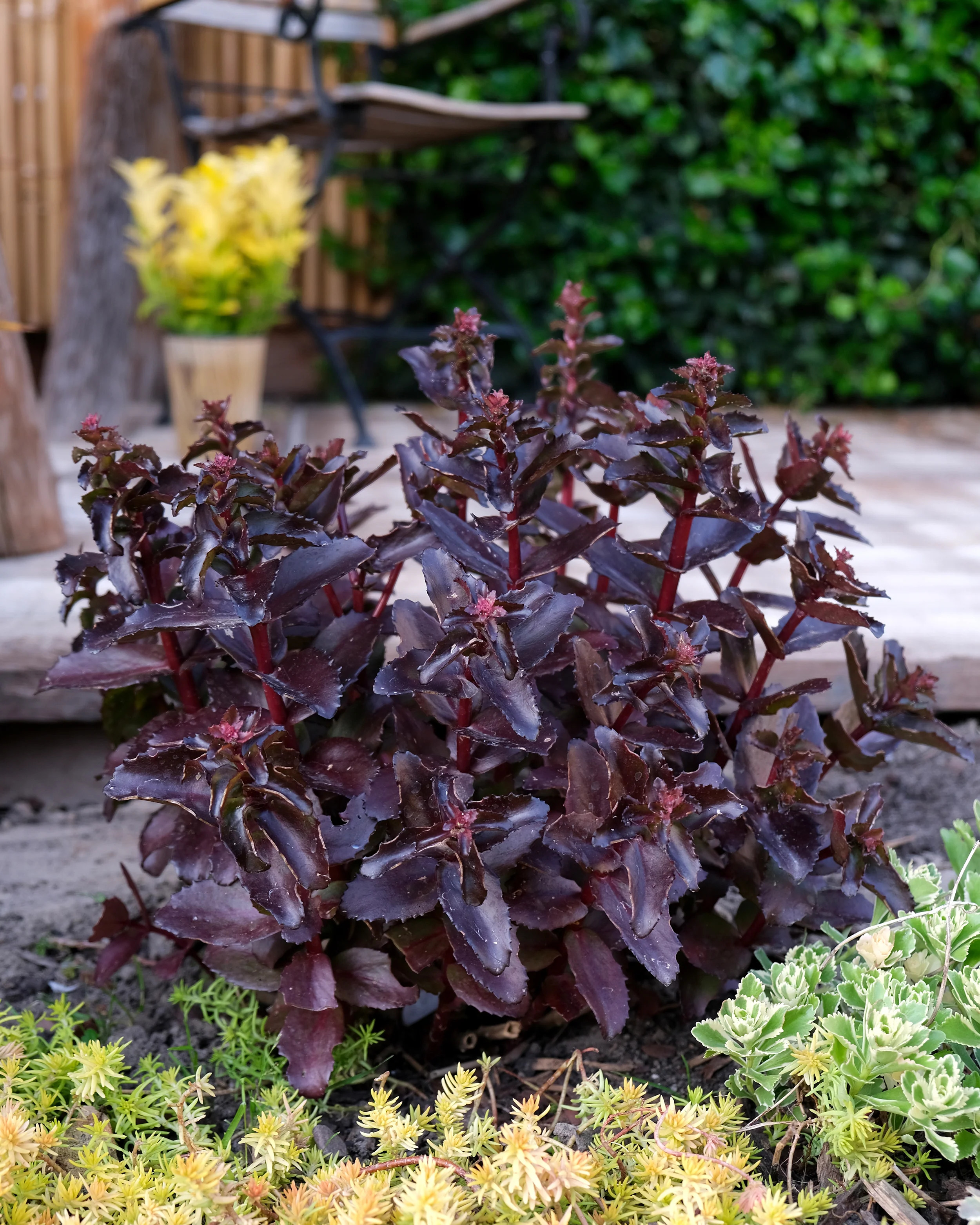 Sedum 'Black Knight' - Image 6