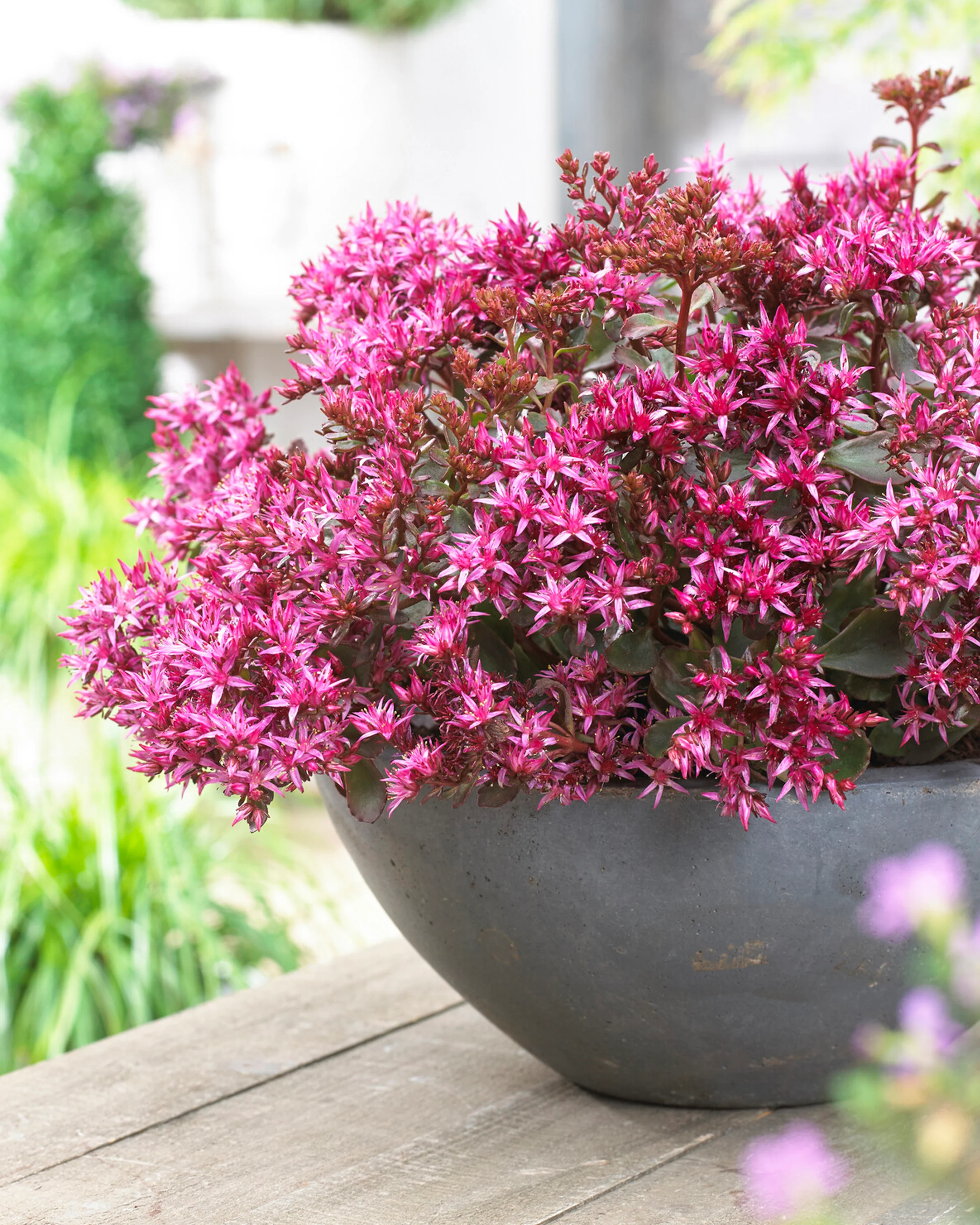 Sedum 'For Your Eyes Only' - Image 3