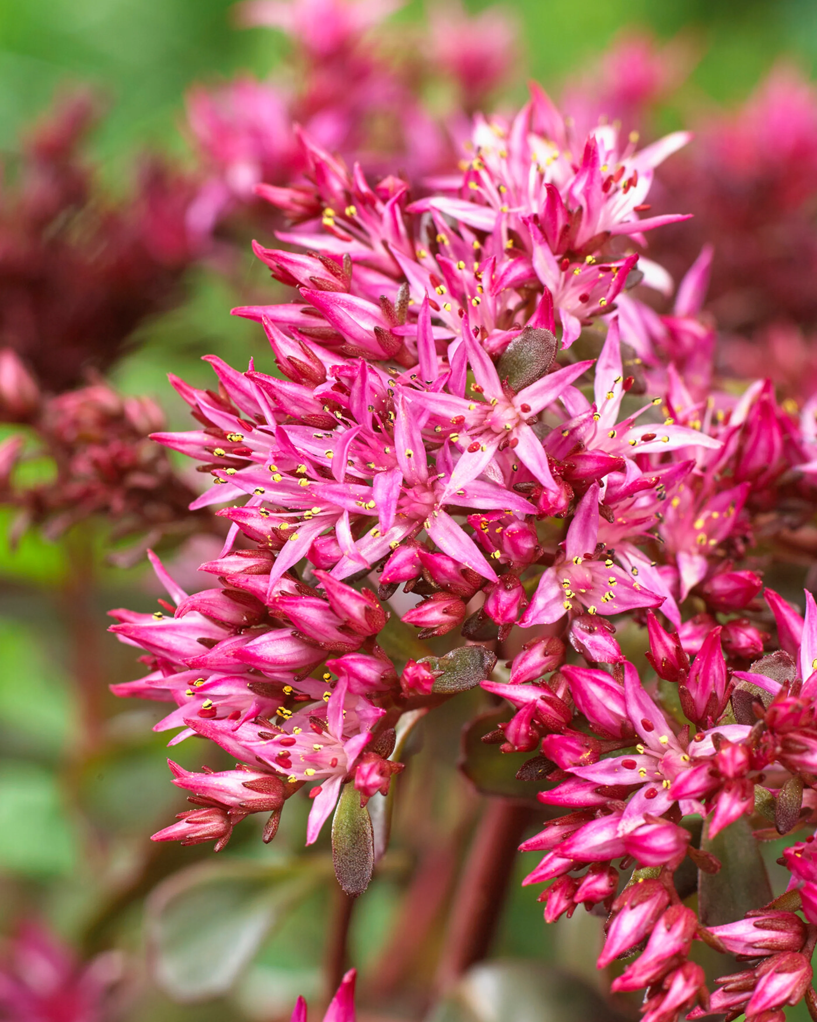 Sedum 'For Your Eyes Only' - Image 4