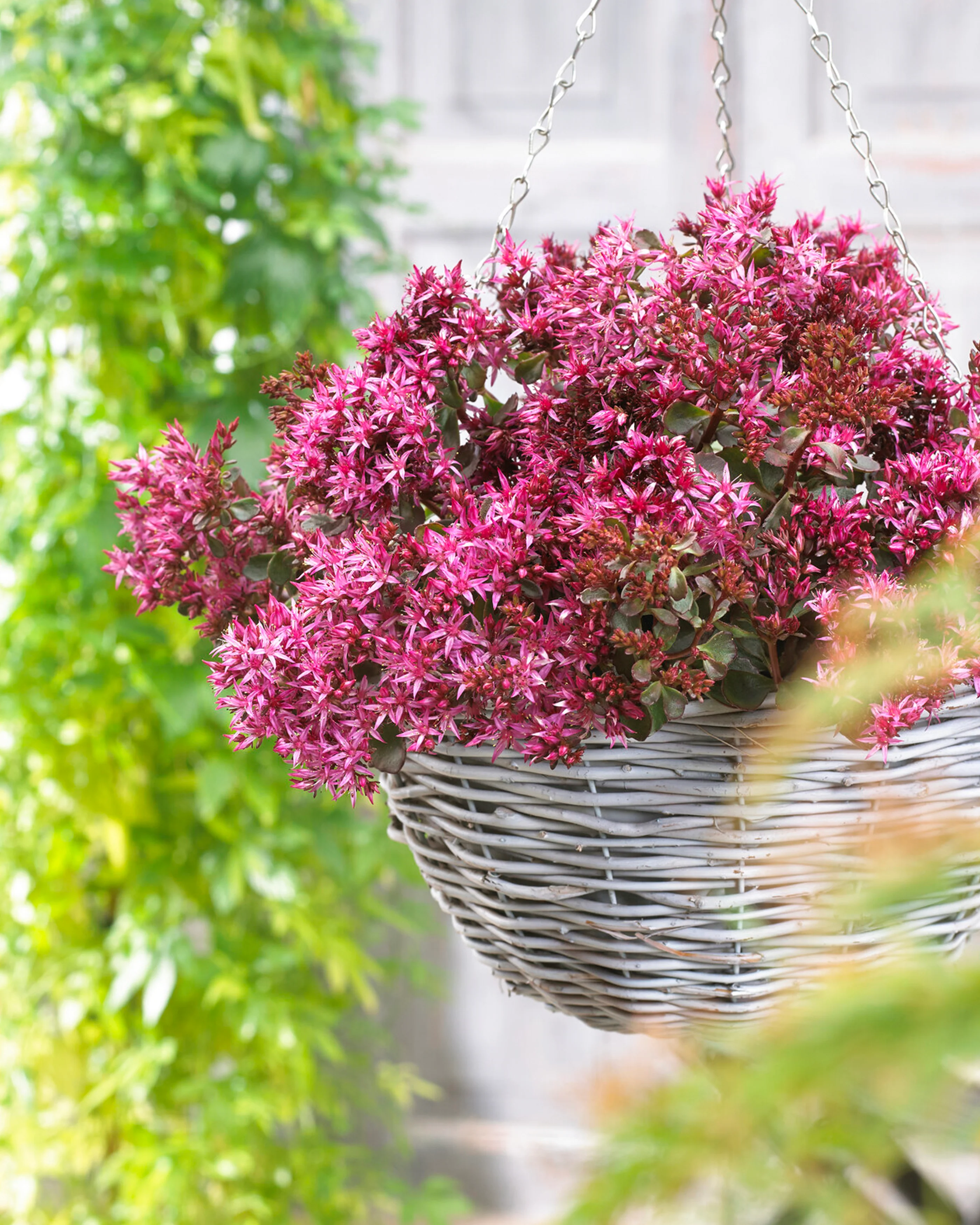 Sedum 'For Your Eyes Only' - Image 5