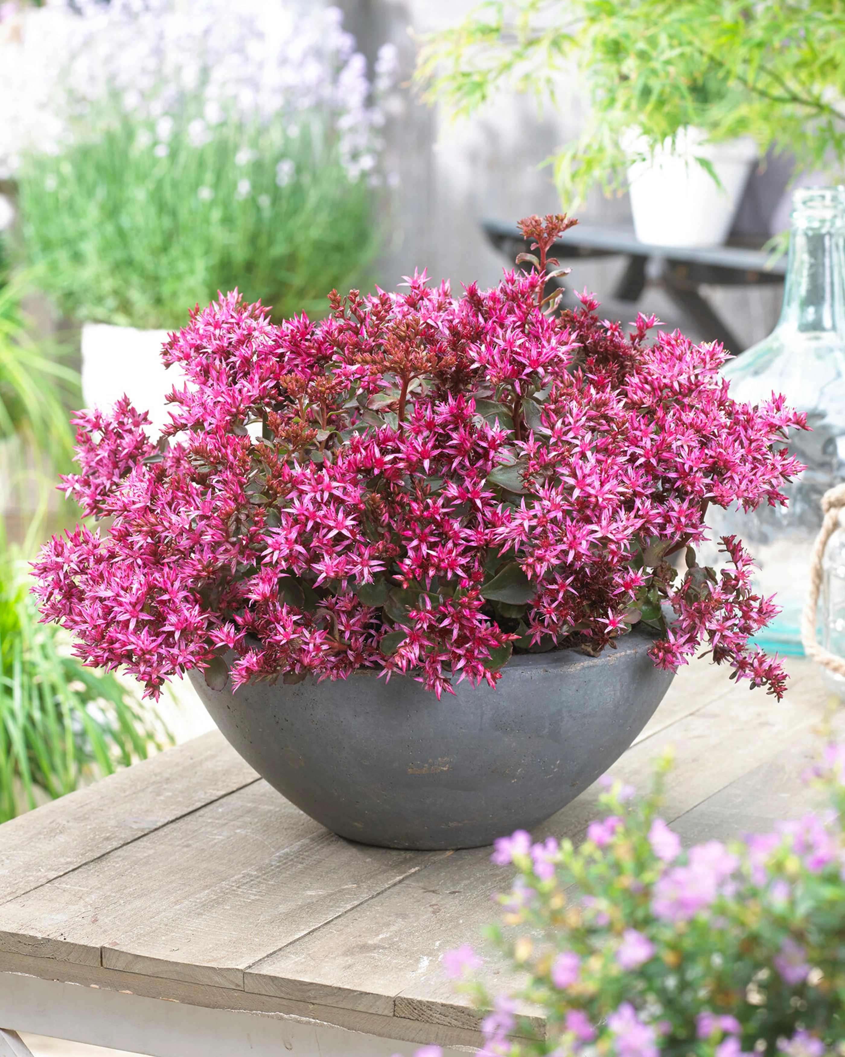 Sedum 'For Your Eyes Only' - Image 6