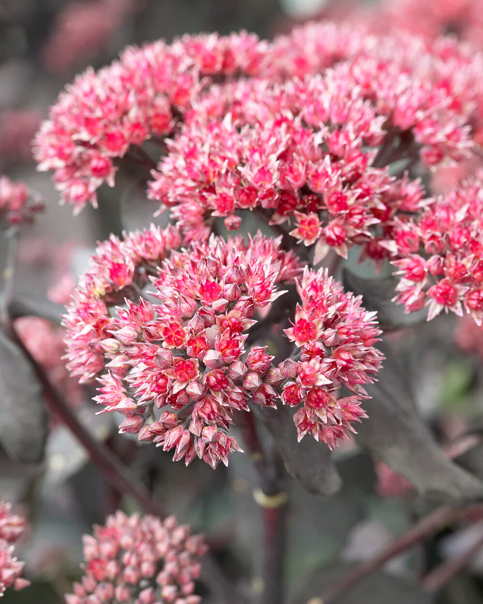Sedum 'José Aubergine' - Image 2