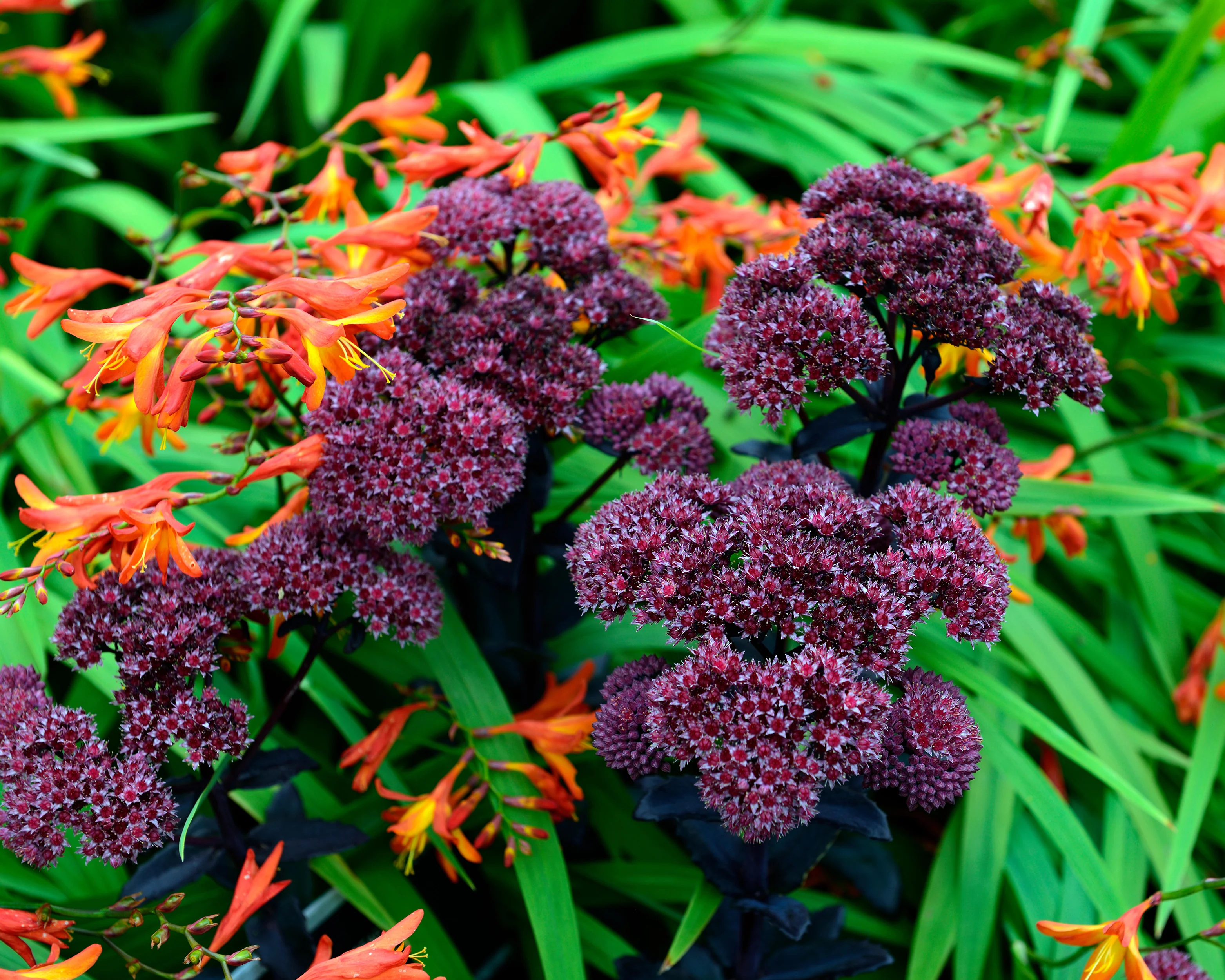 Sedum 'José Aubergine' - Image 3