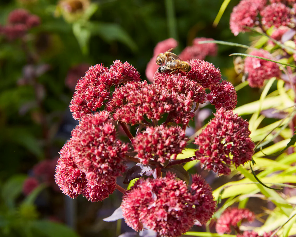 Sedum 'José Aubergine' - Image 4