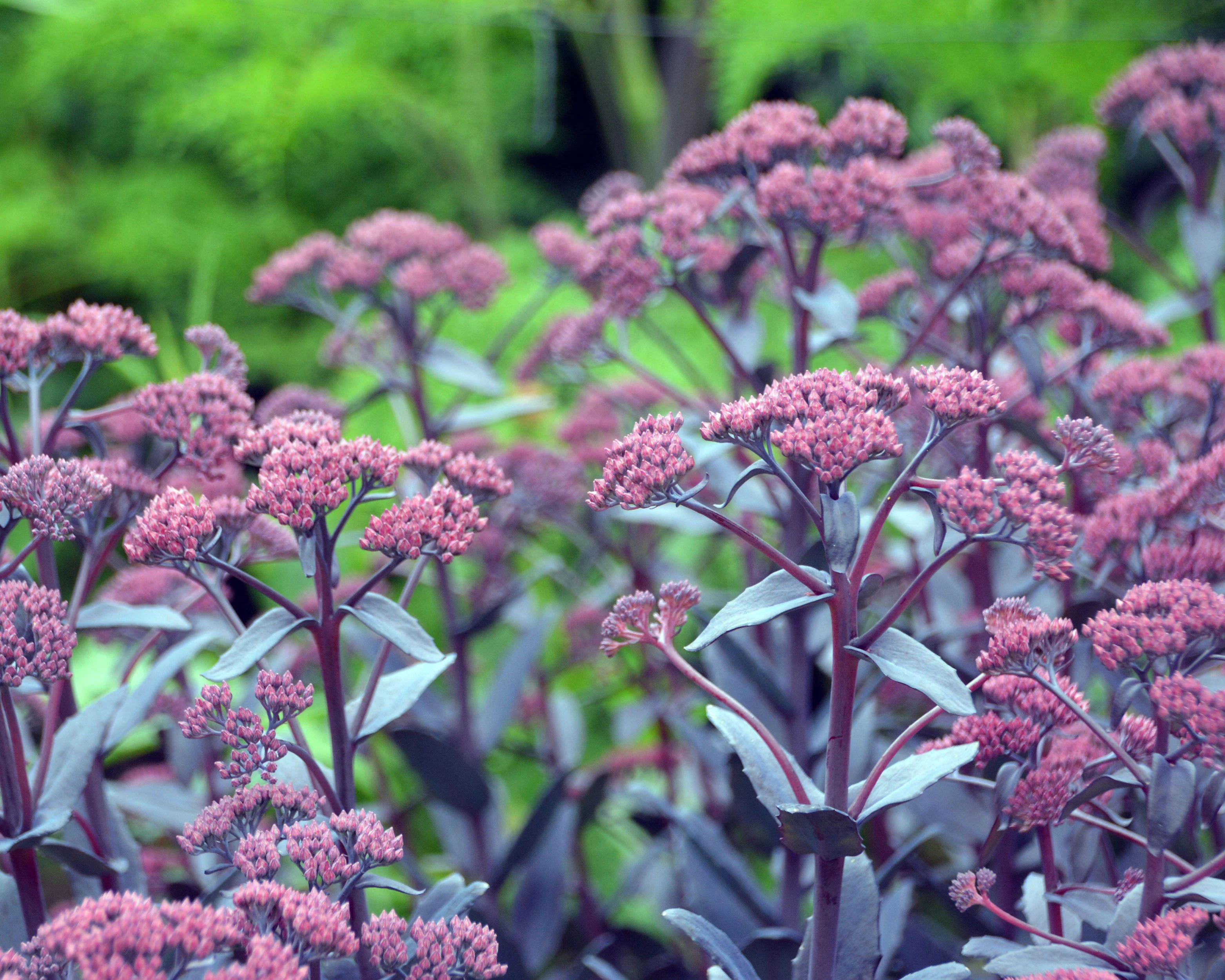 Sedum 'José Aubergine' - Image 6