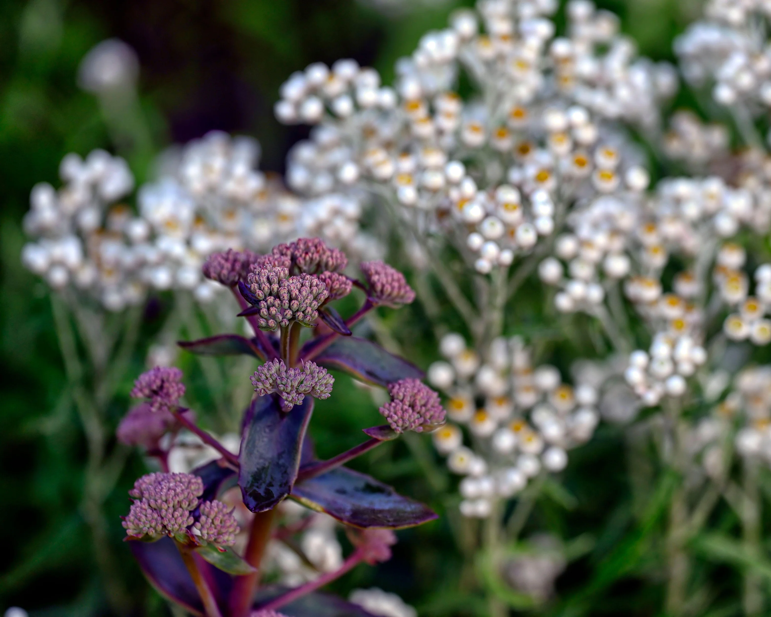 Sedum 'José Aubergine' - Image 7