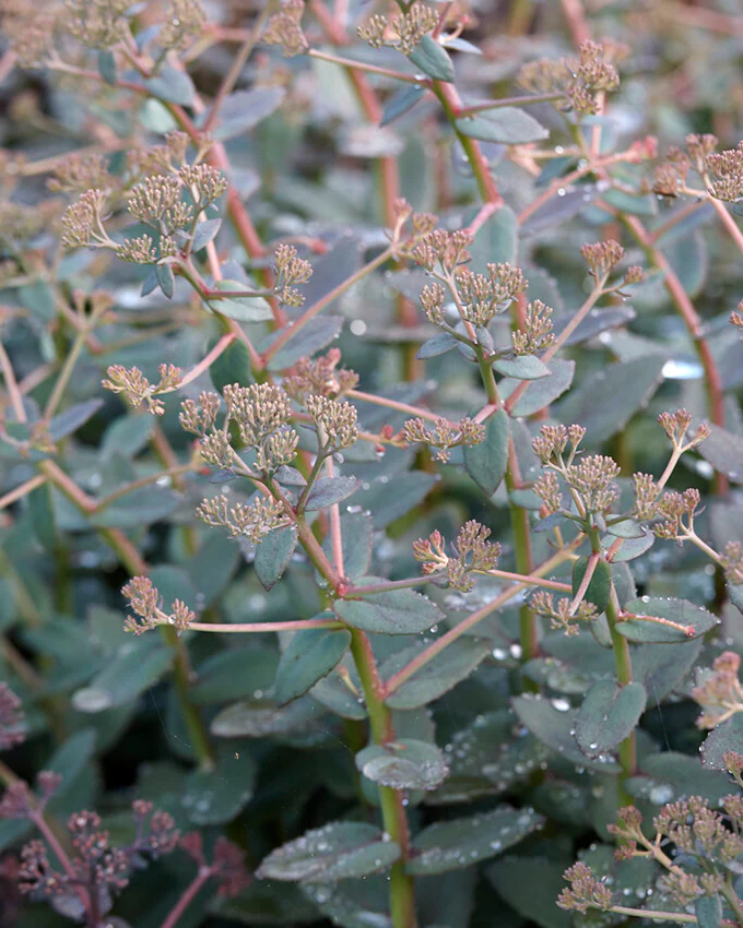 Sedum 'Orange Xenox' - Image 4