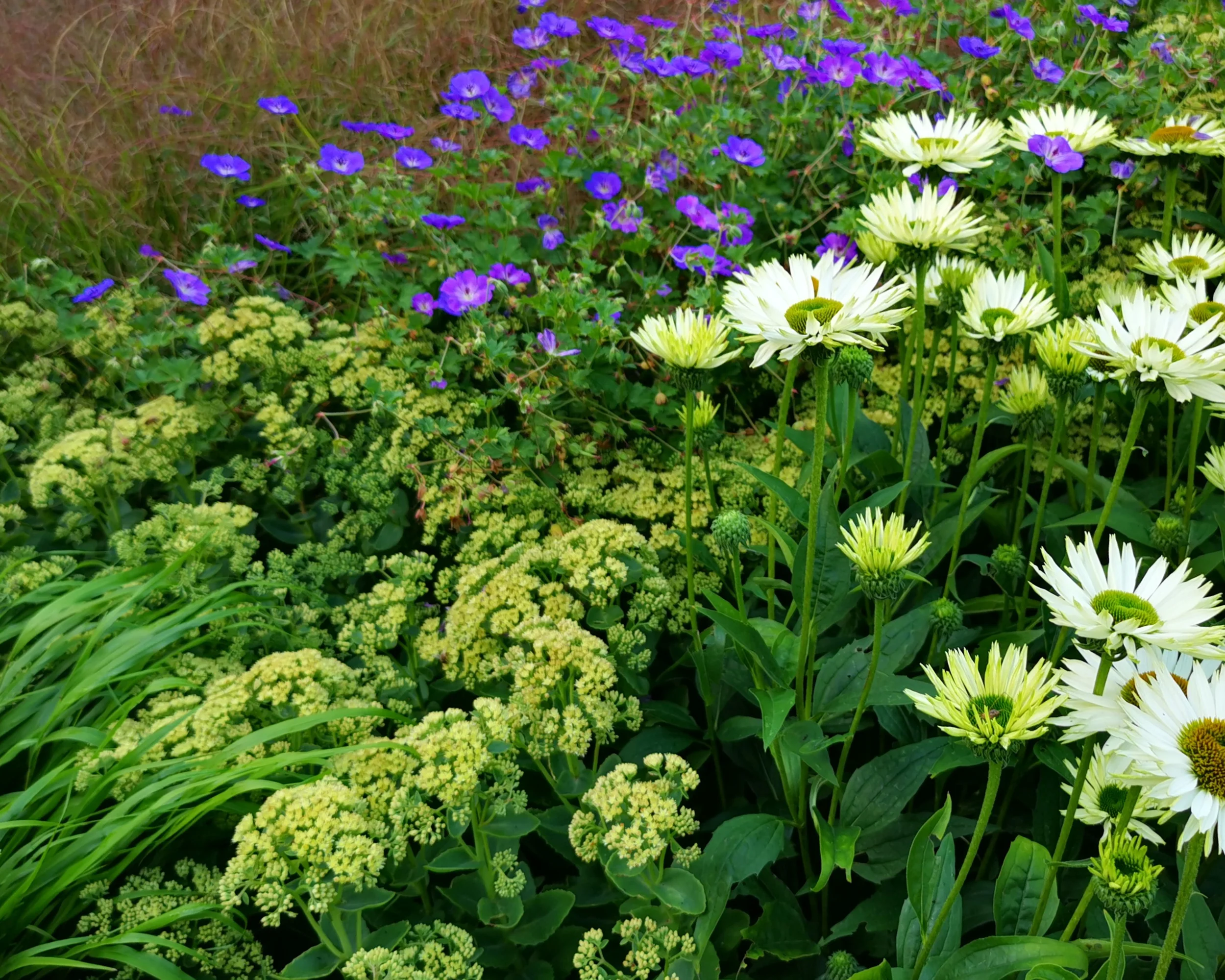 Sedum 'Sunkissed' - Image 2
