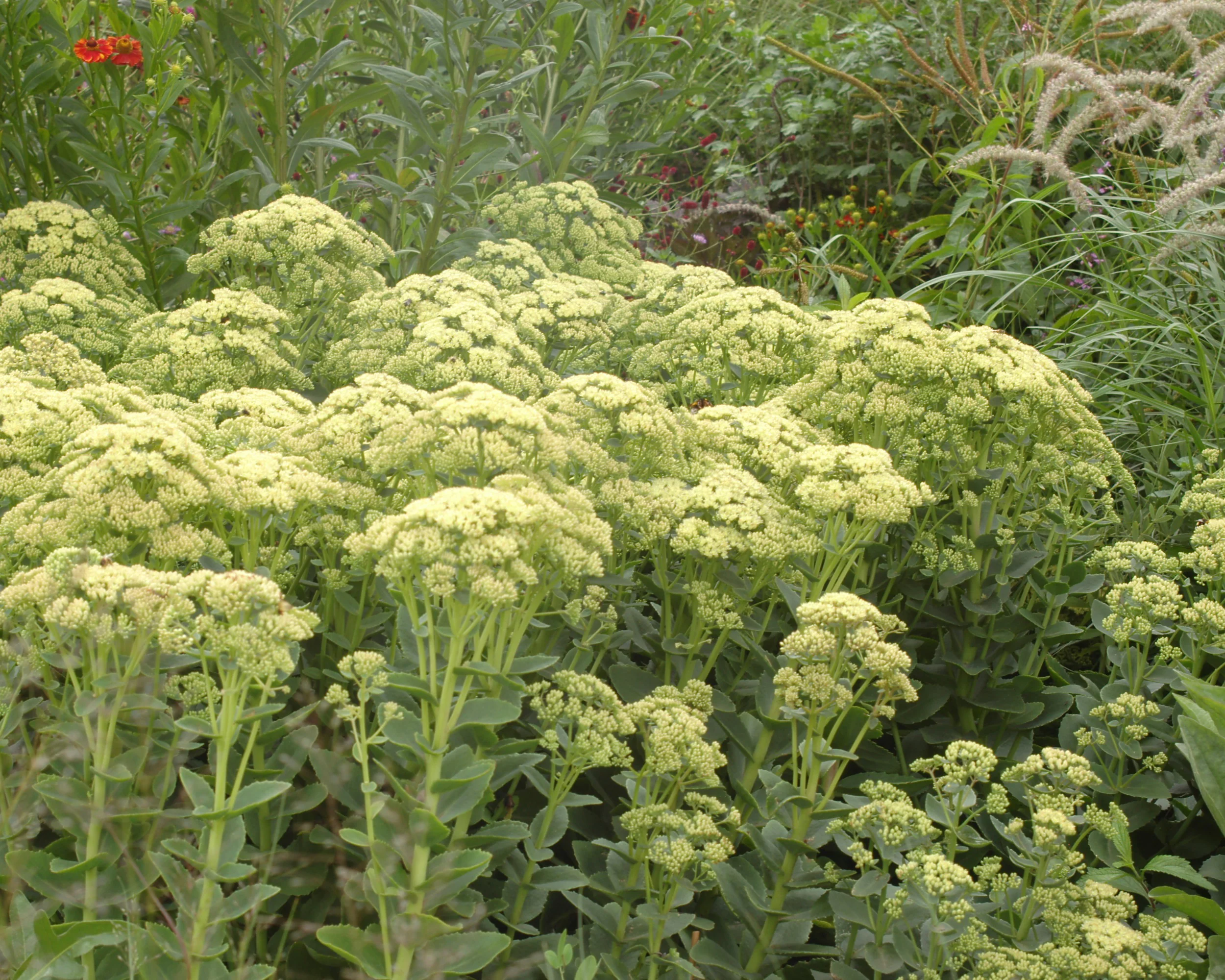 Sedum 'Sunkissed' - Image 3
