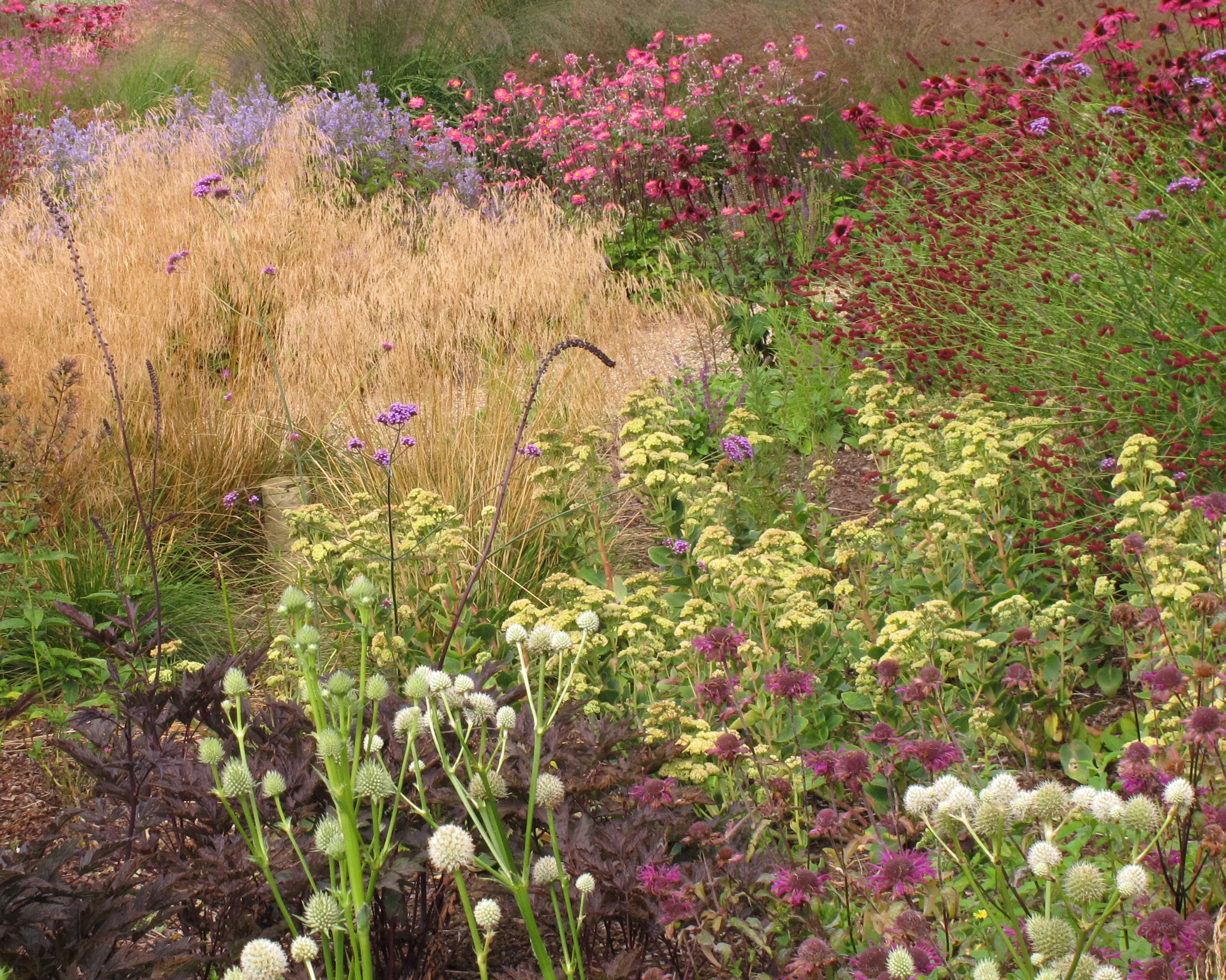 Sedum 'Sunkissed' - Image 4