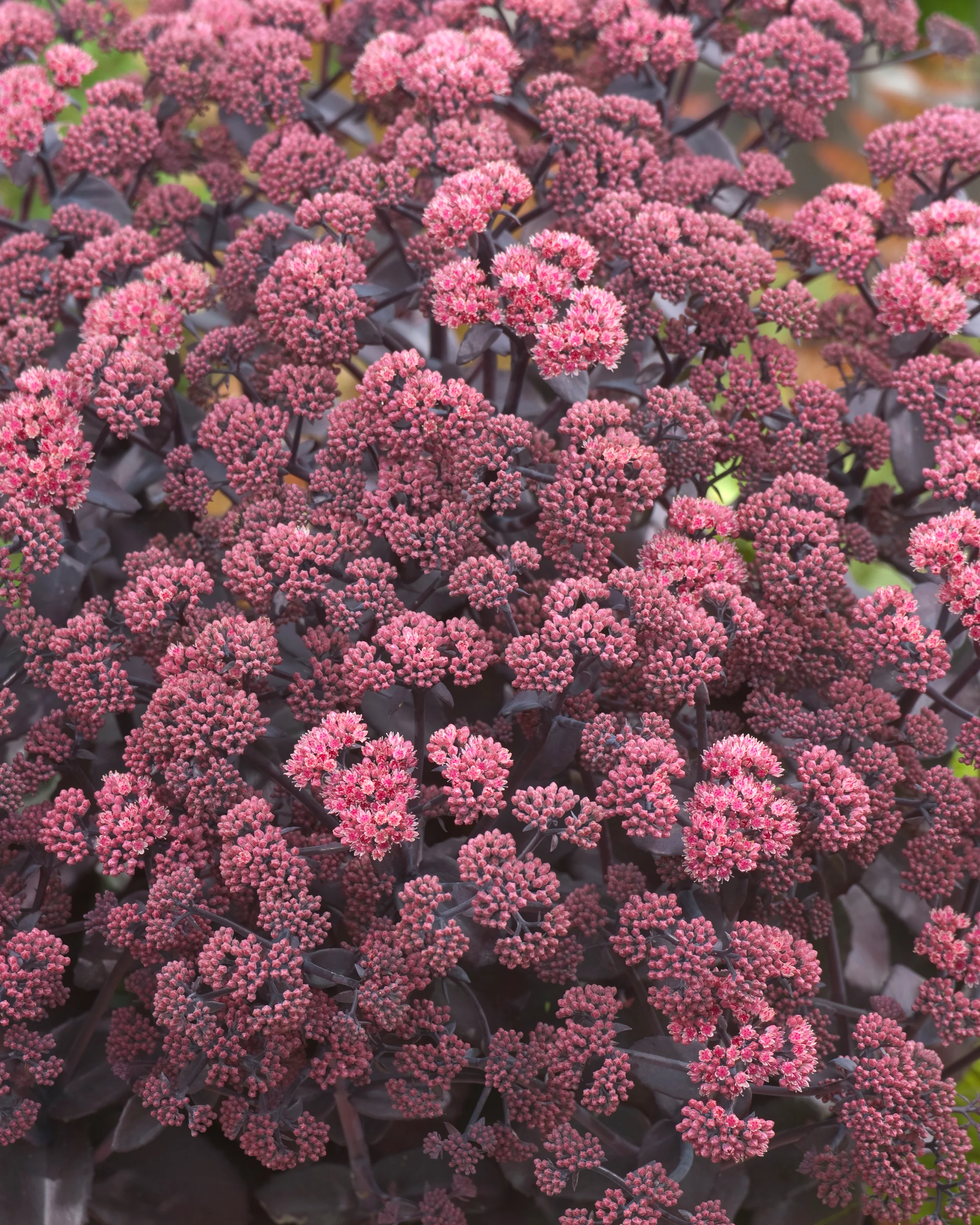 Sedum 'Xenox' - Image 2