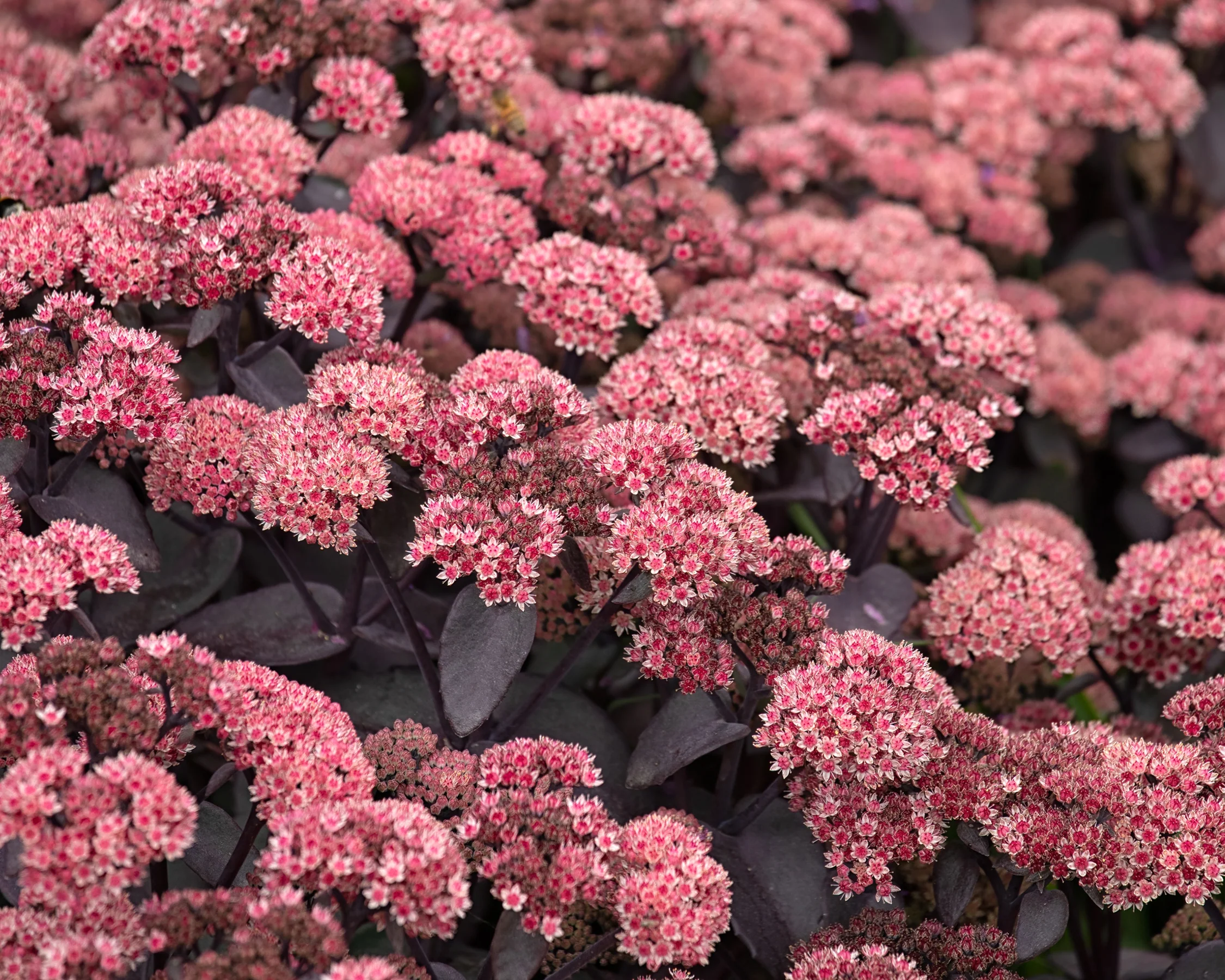 Sedum 'Xenox' - Image 8