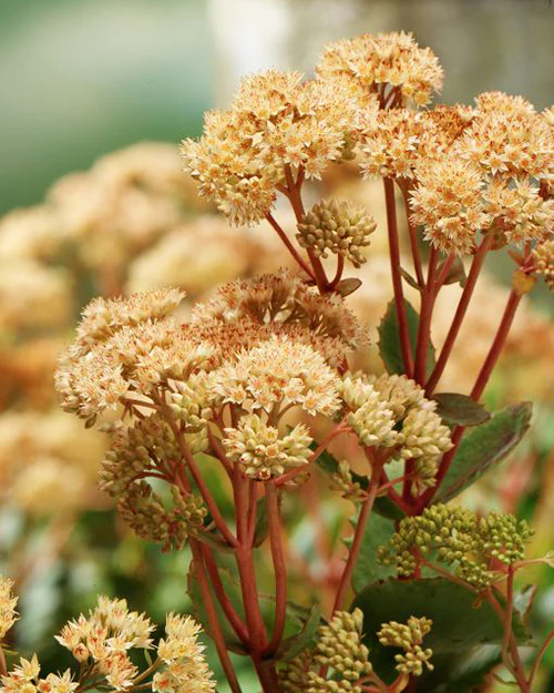 Sedum 'Yellow Xenox' - Image 4