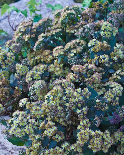 Sedum 'Yellow Xenox' - Image 5
