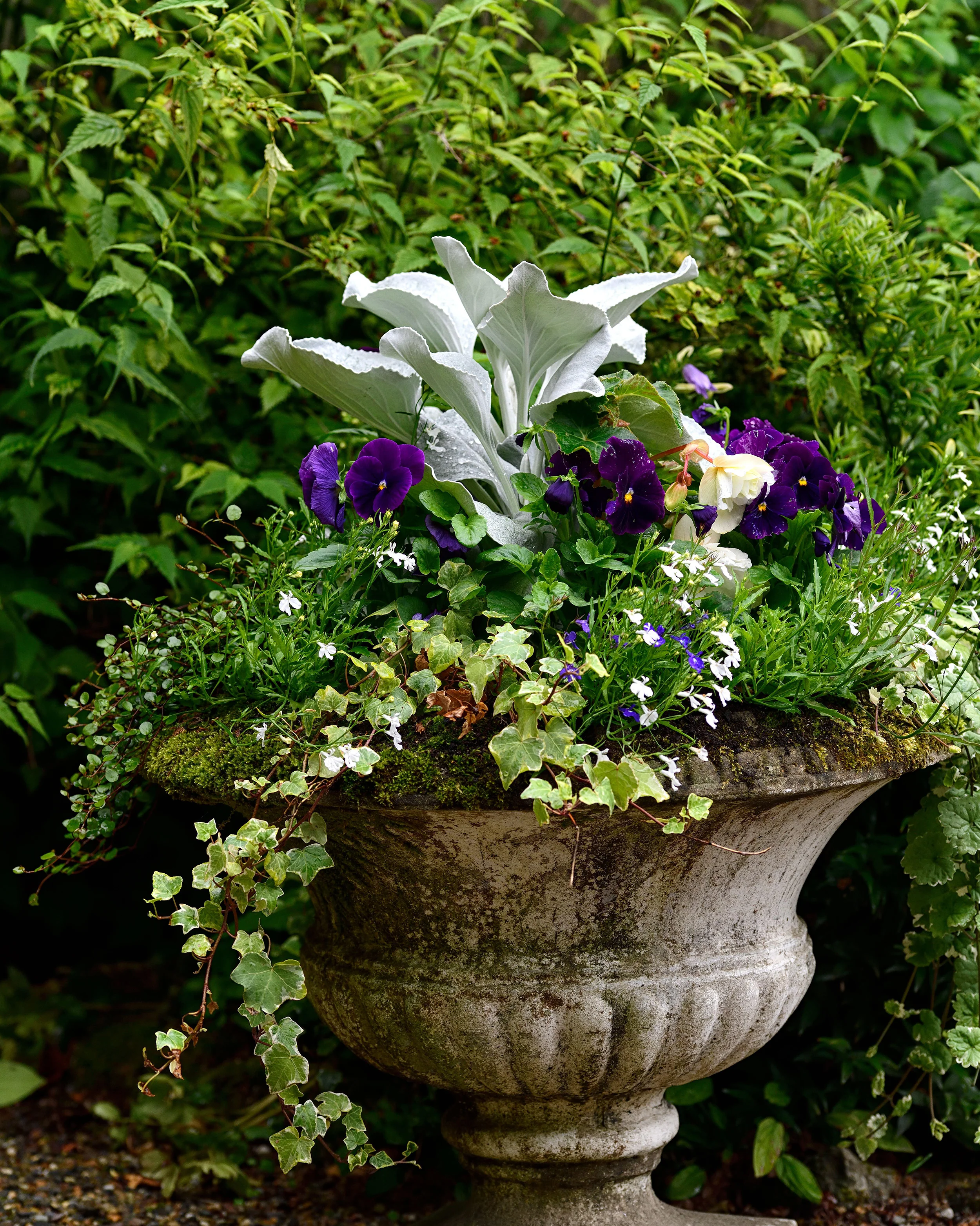 Senecio 'Angel Wings' - Image 10