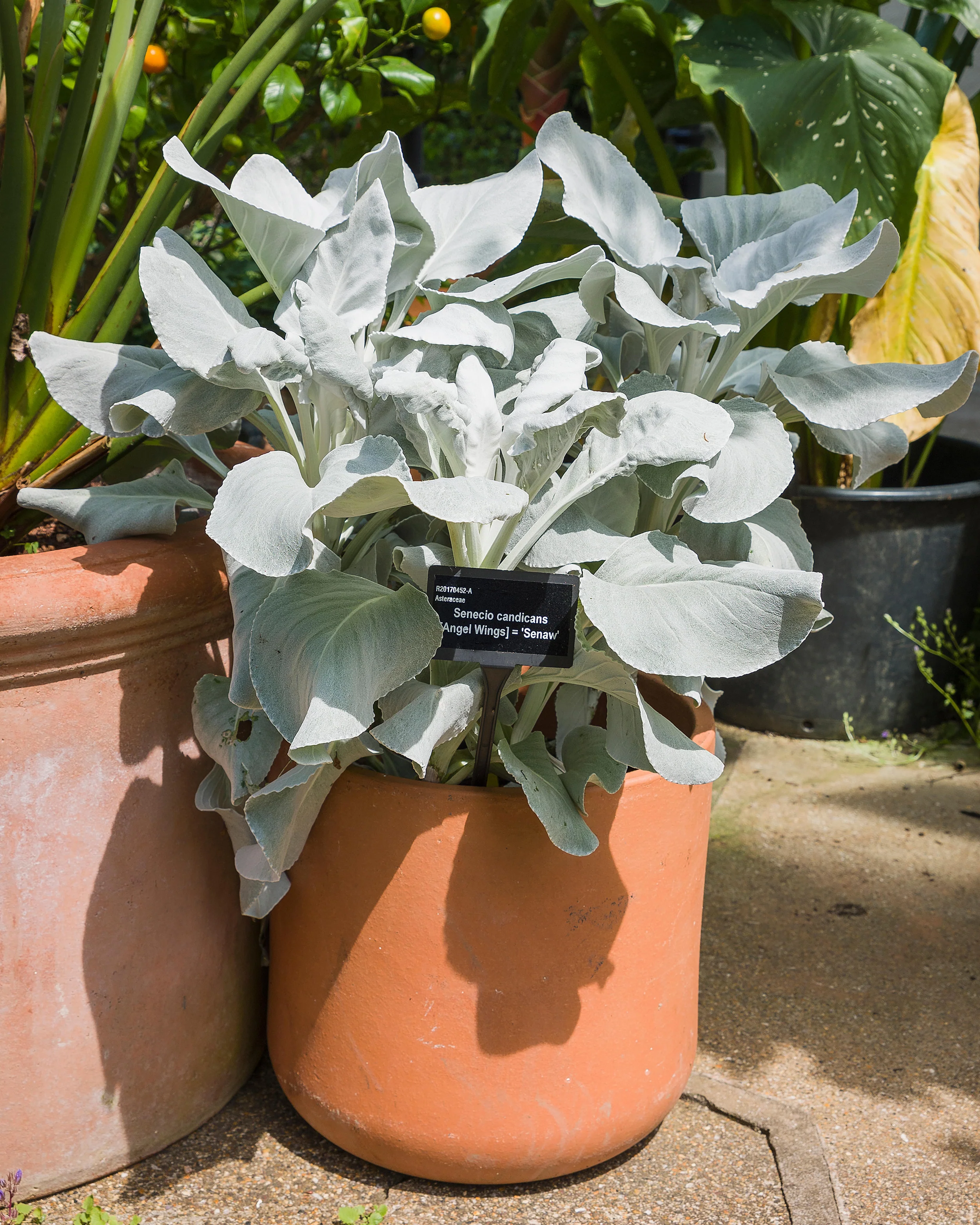 Senecio 'Angel Wings' - Image 11