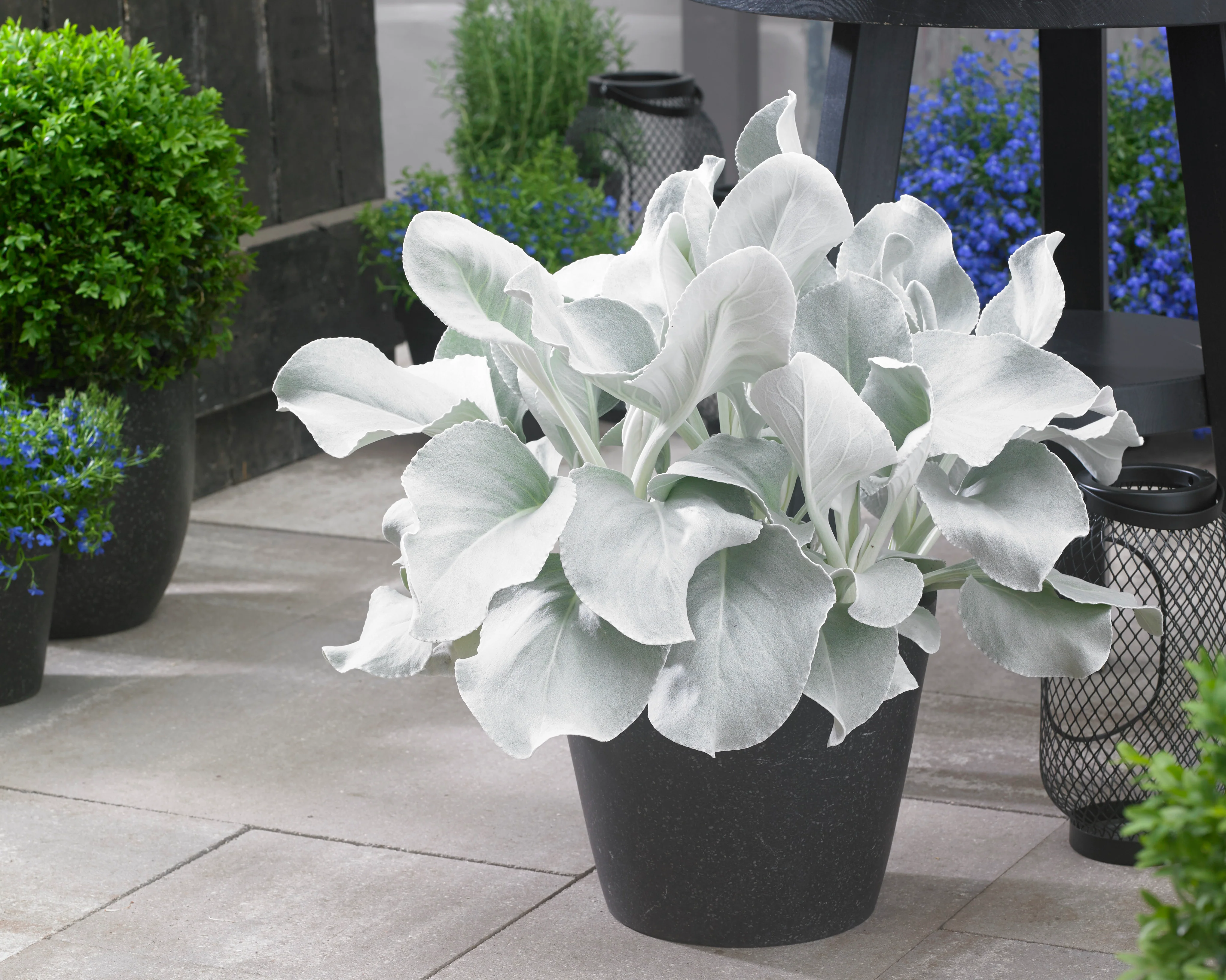 Senecio 'Angel Wings' - Image 12