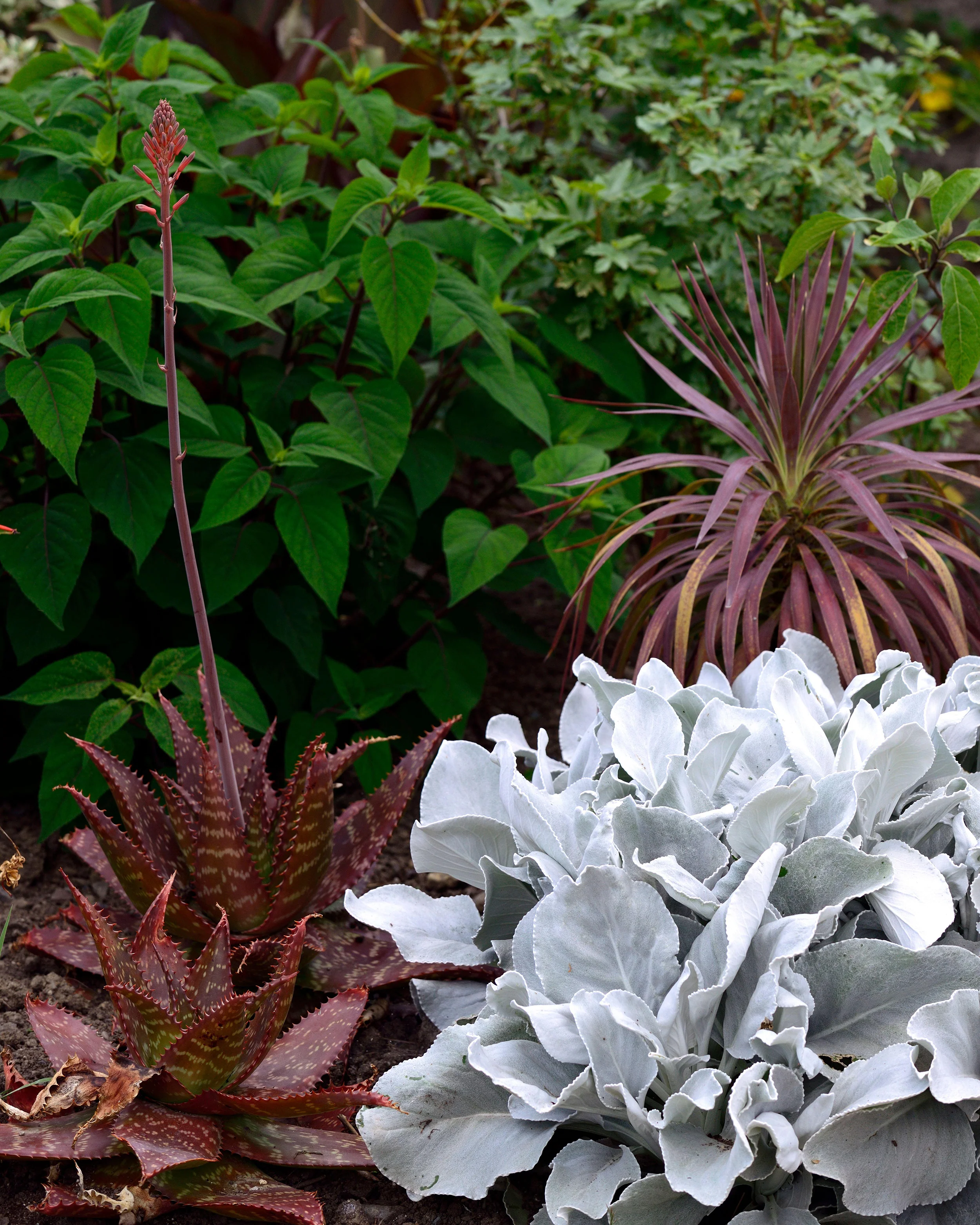 Senecio 'Angel Wings' - Image 13