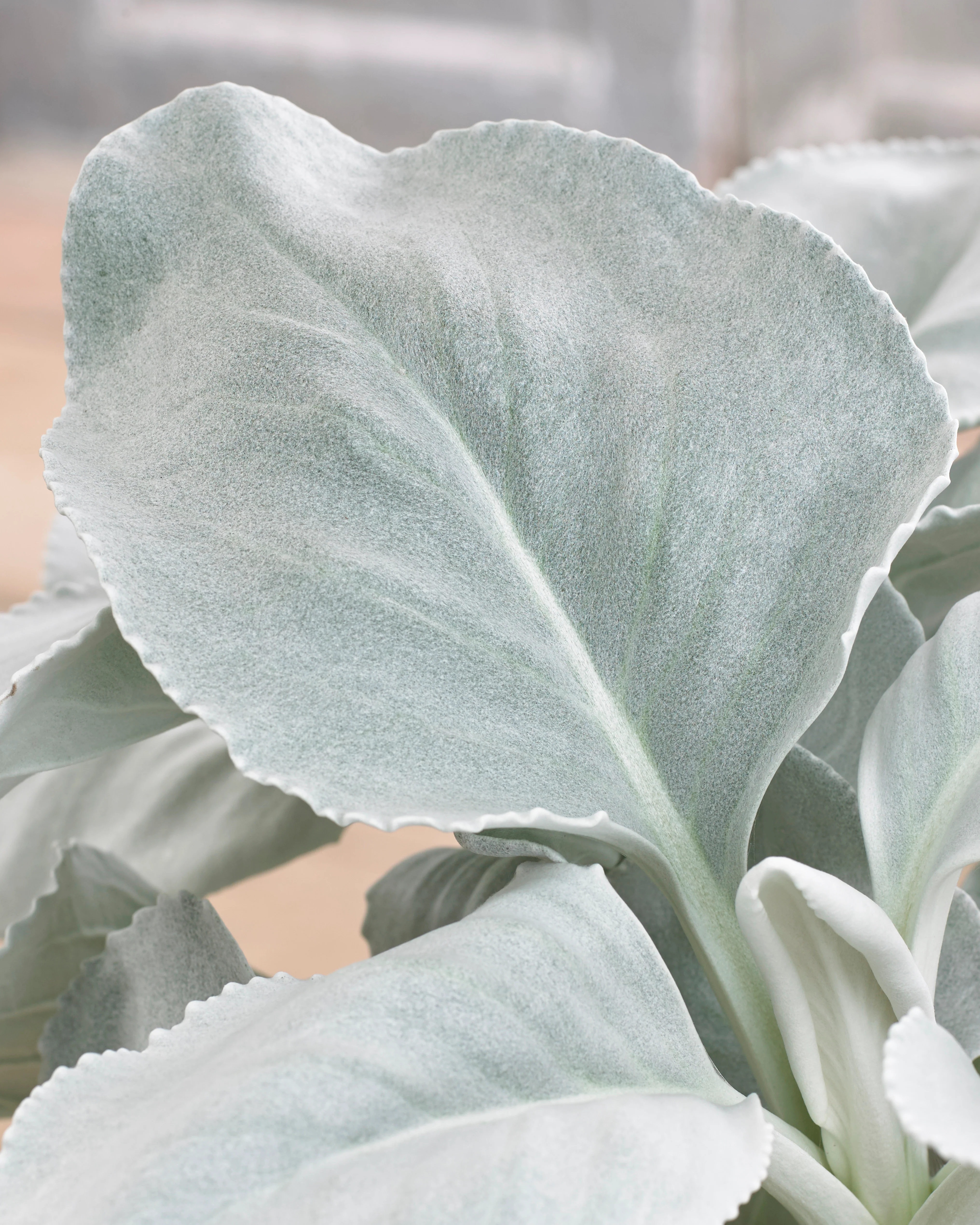Senecio 'Angel Wings' - Image 2