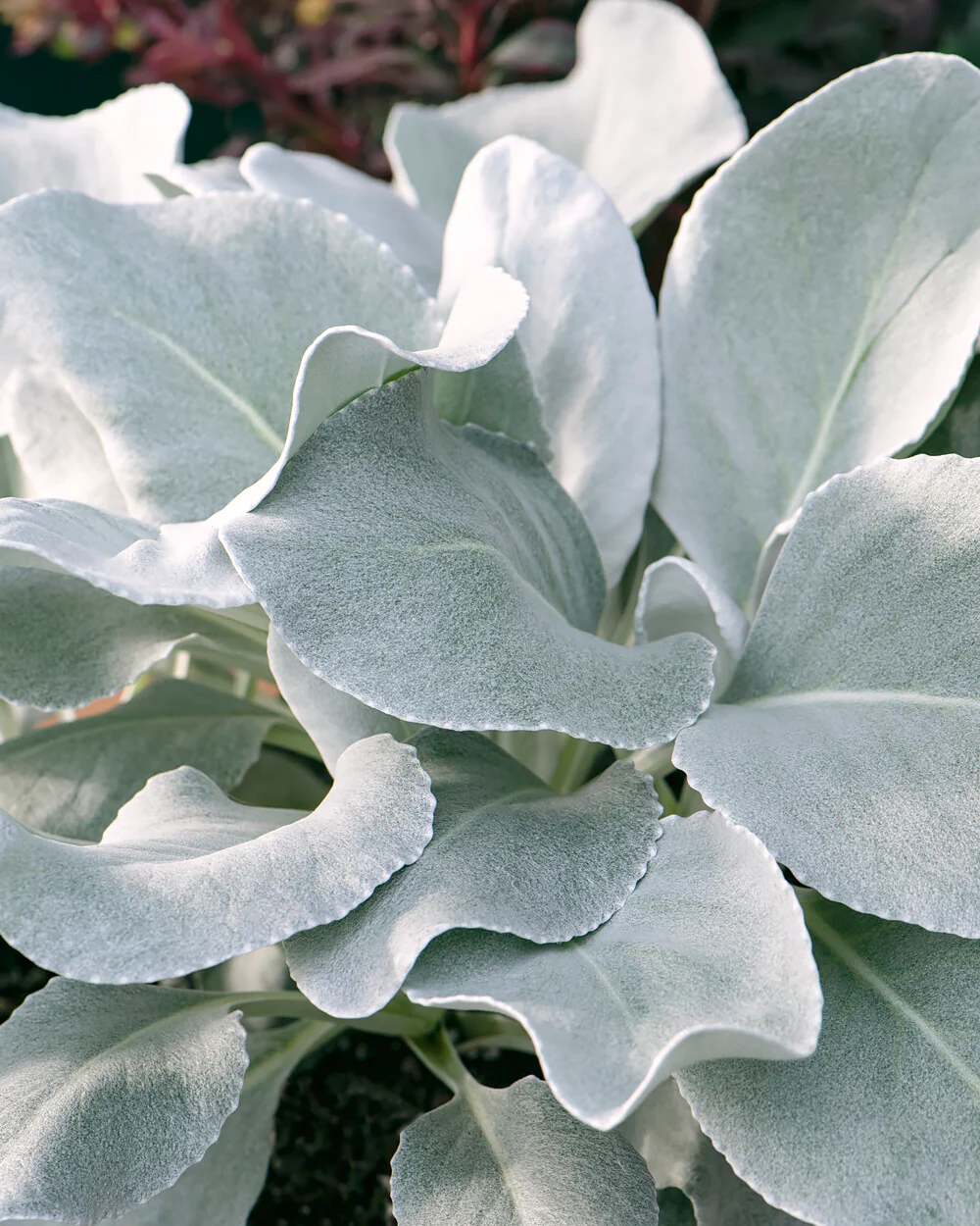 Senecio 'Angel Wings' - Image 5