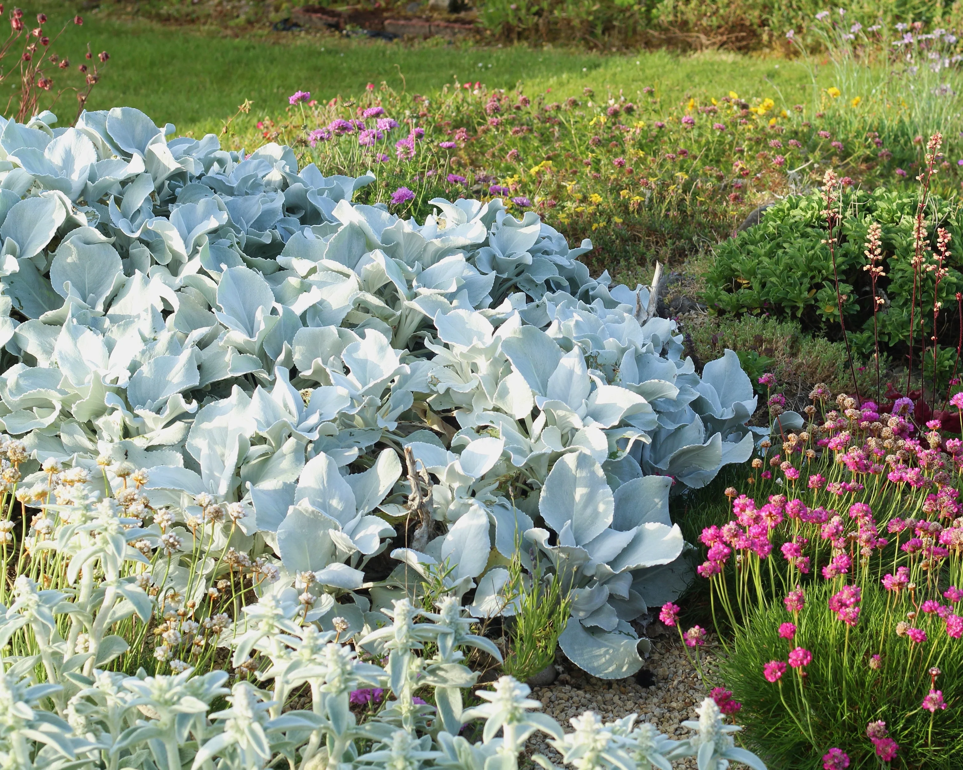 Senecio 'Angel Wings' - Image 7