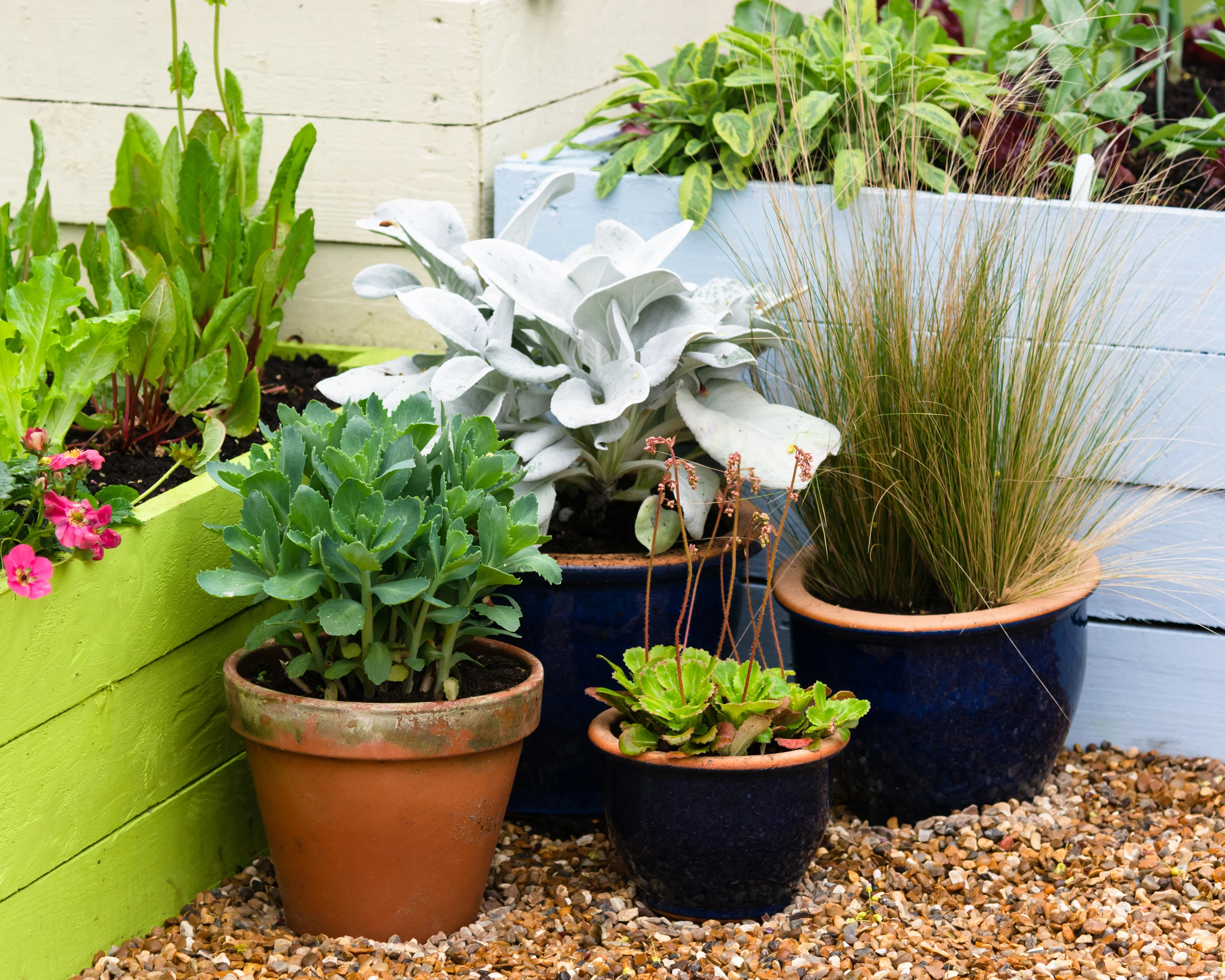 Senecio 'Angel Wings' - Image 9