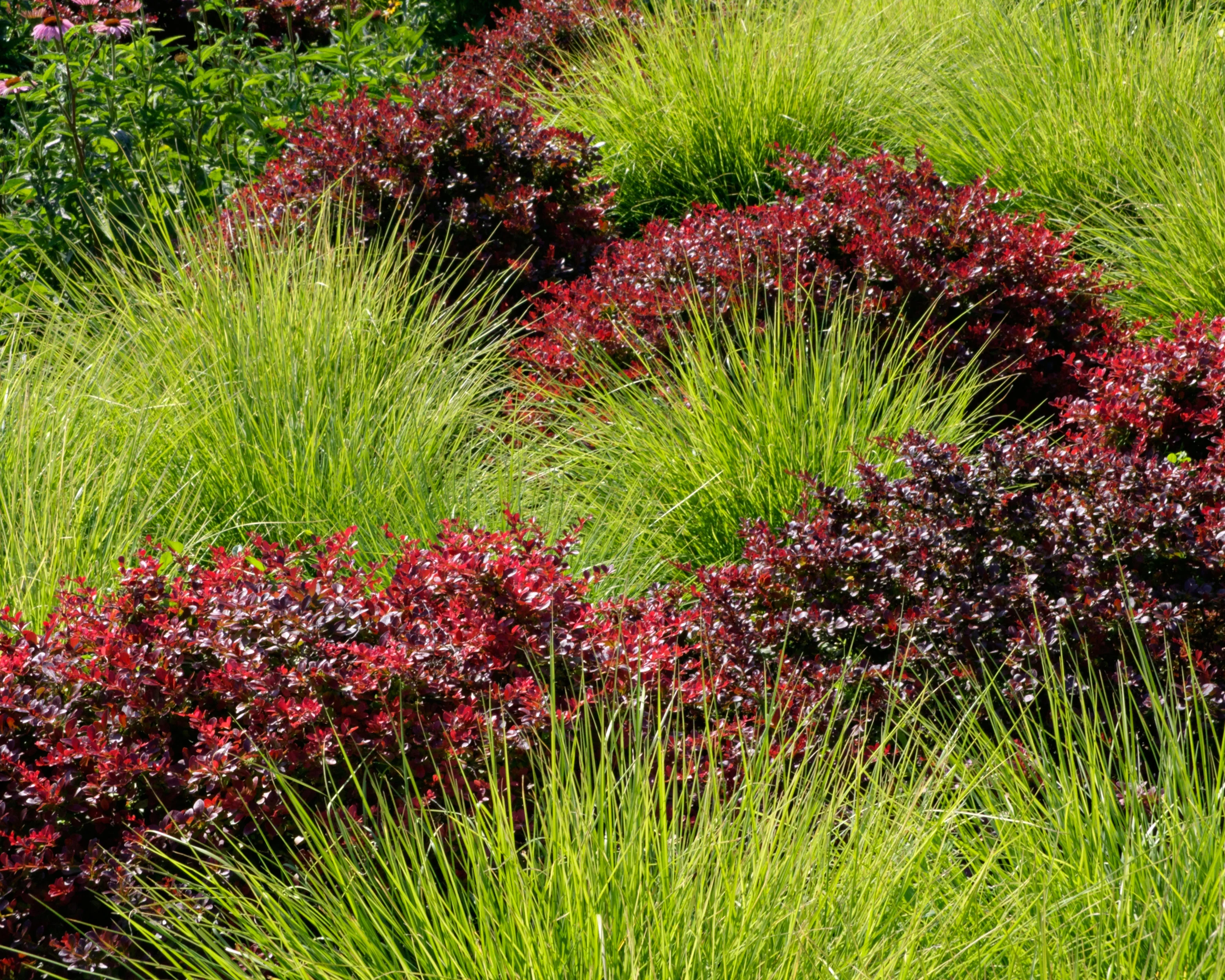 Sesleria autumnalis - Image 3