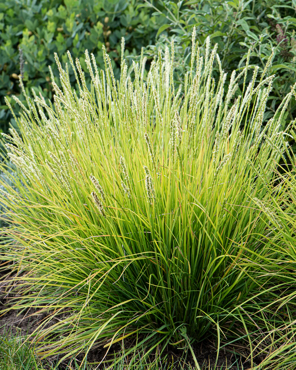 Sesleria autumnalis - Image 4