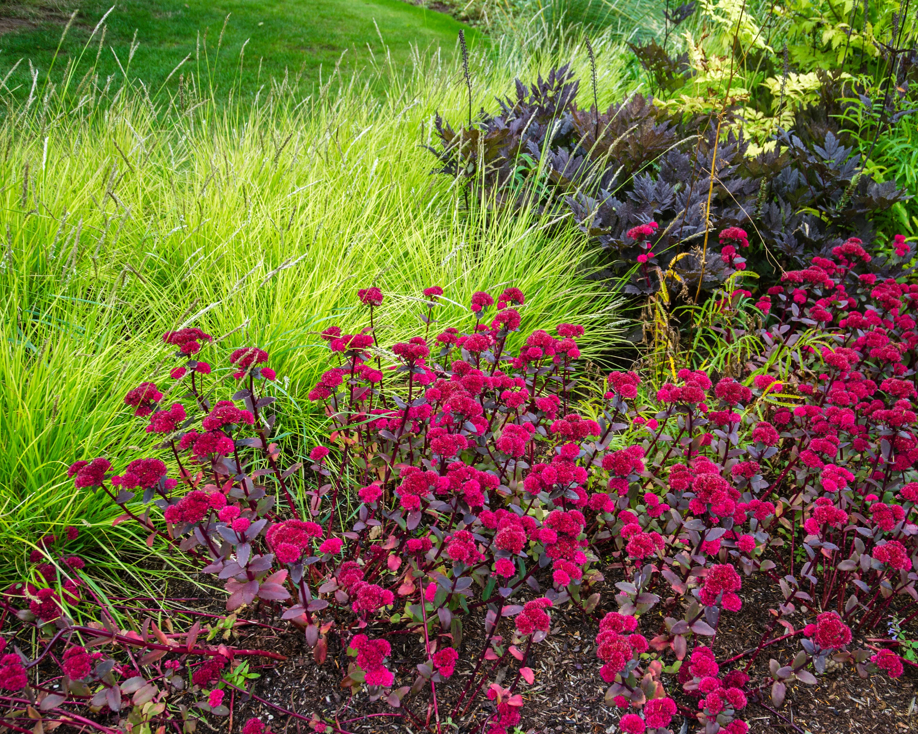 Sesleria autumnalis - Image 7