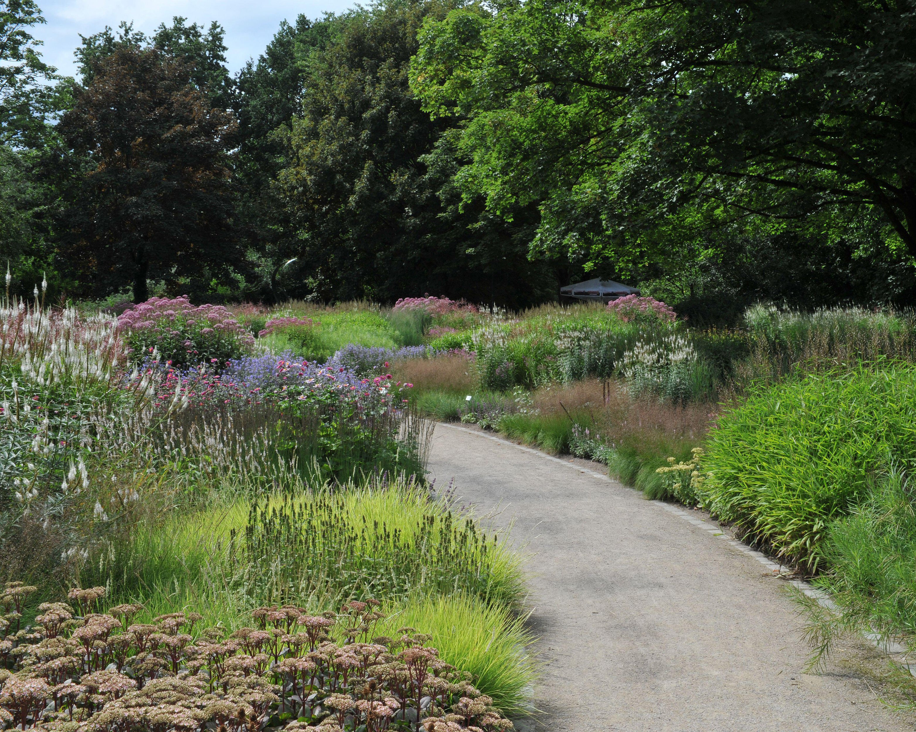 Sesleria autumnalis - Image 8