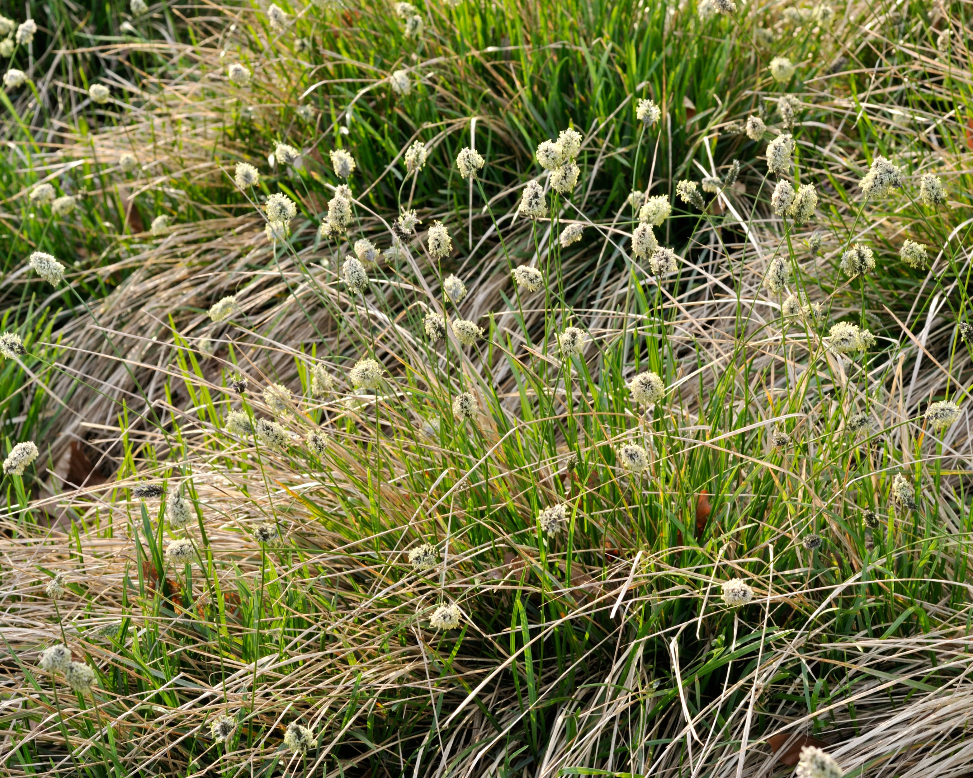 Sesleria heufleriana - Image 2