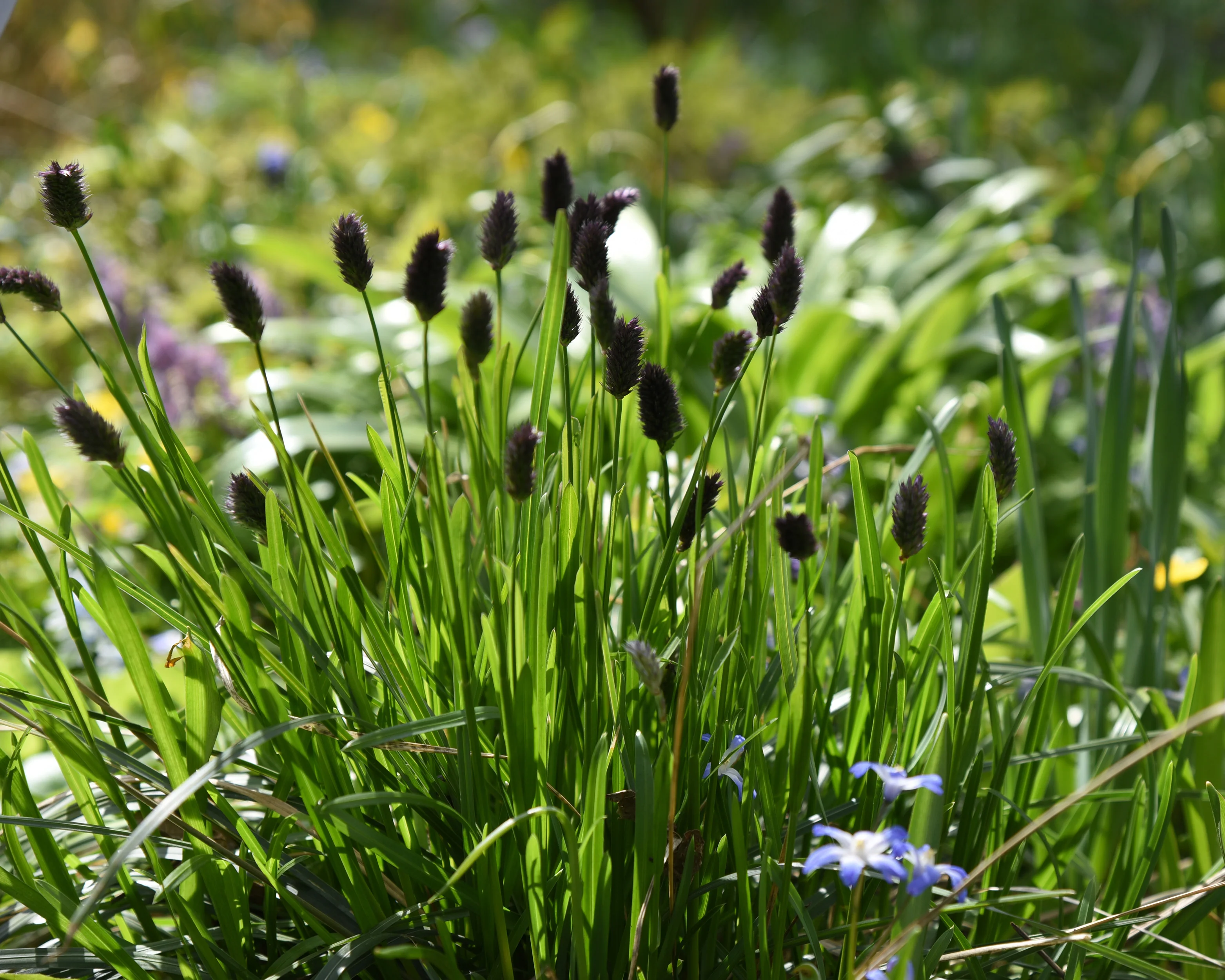 Sesleria heufleriana - Image 3