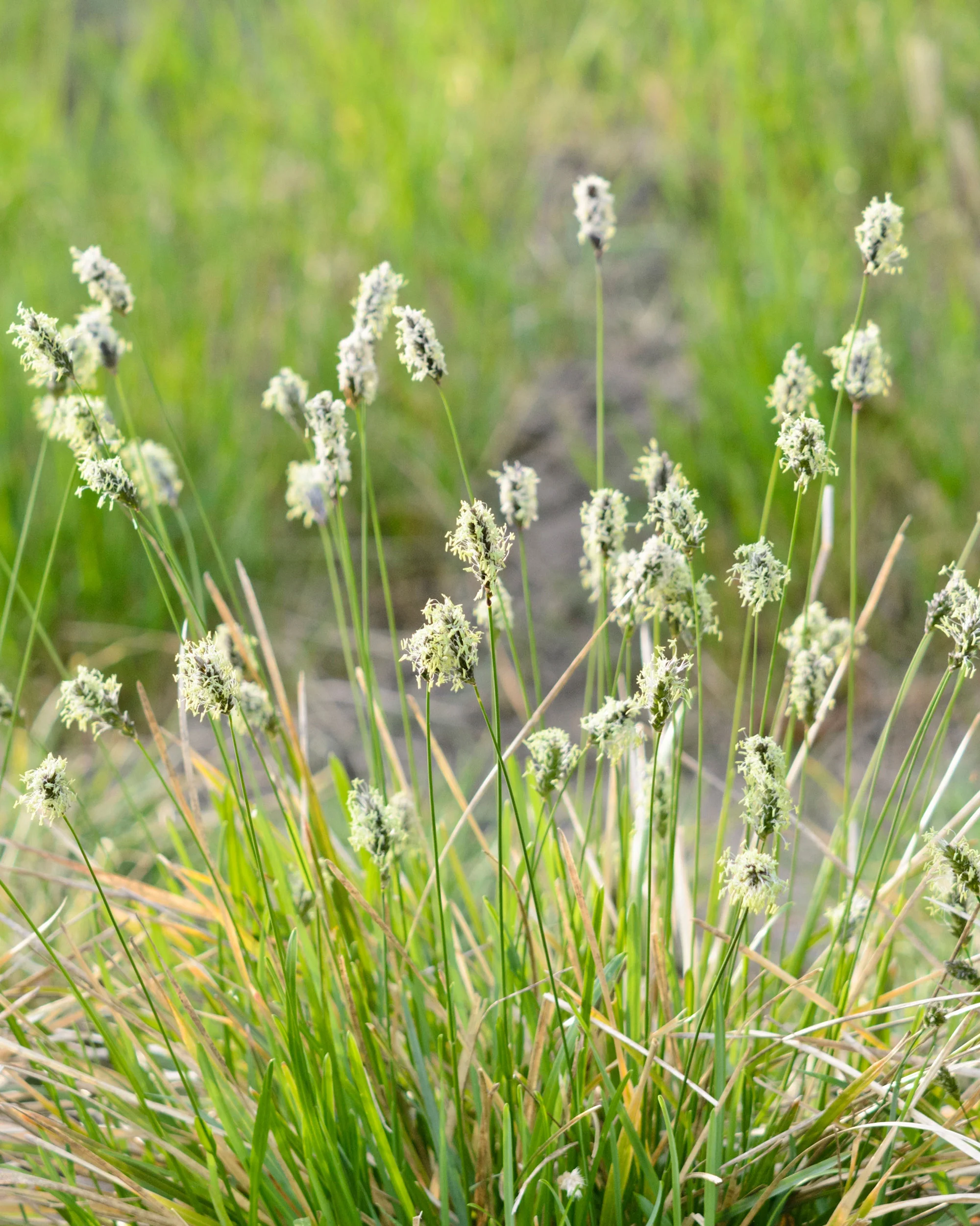Sesleria heufleriana - Image 6