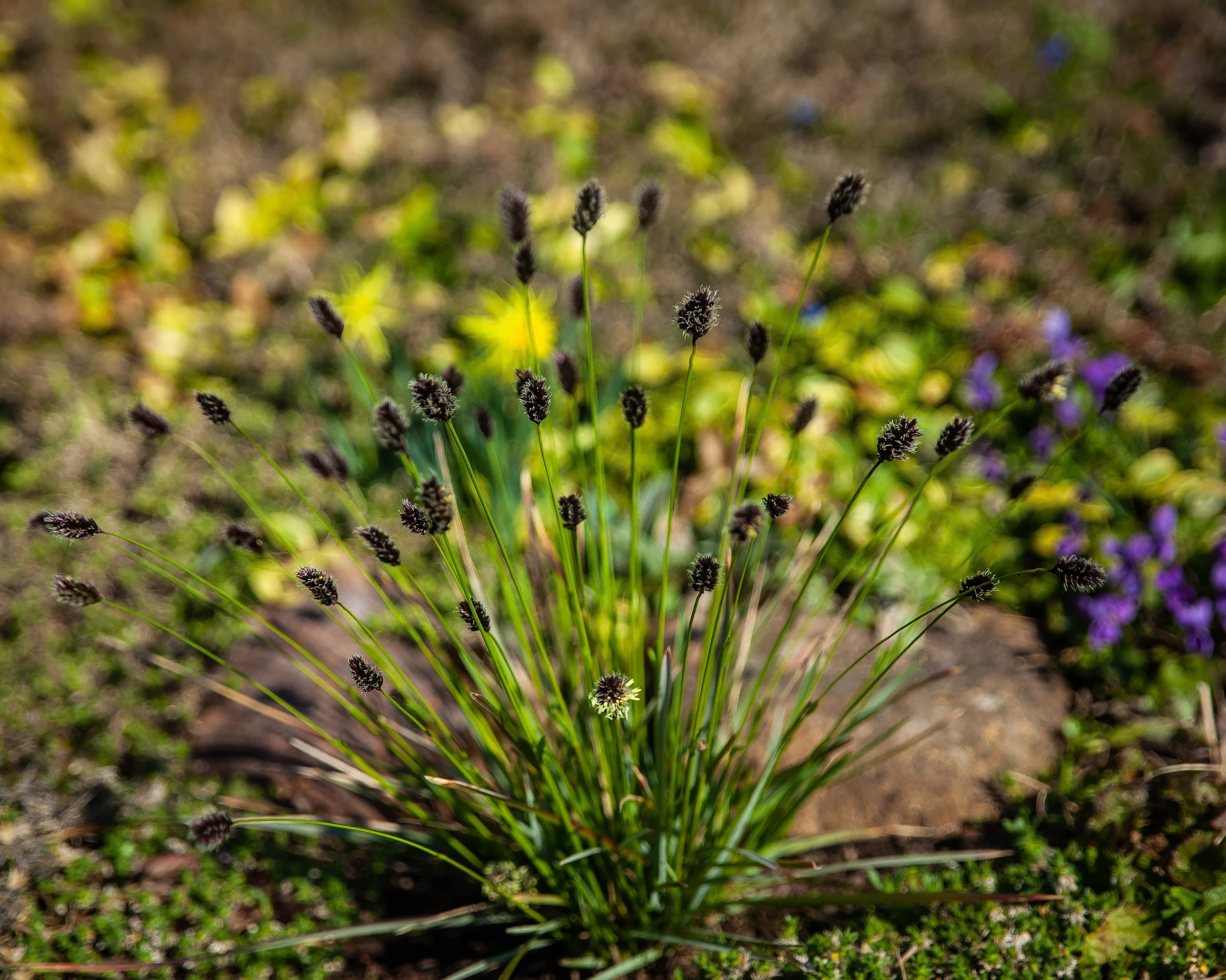 Sesleria heufleriana - Image 7