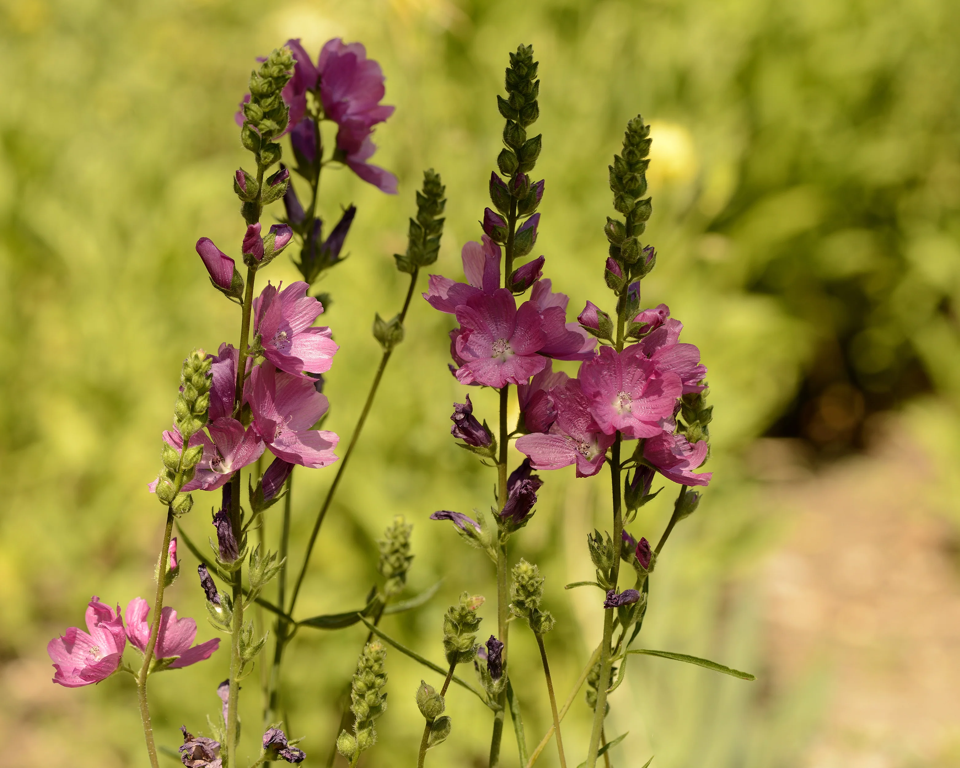 Sidalcea 'Candy Girl' - Image 2