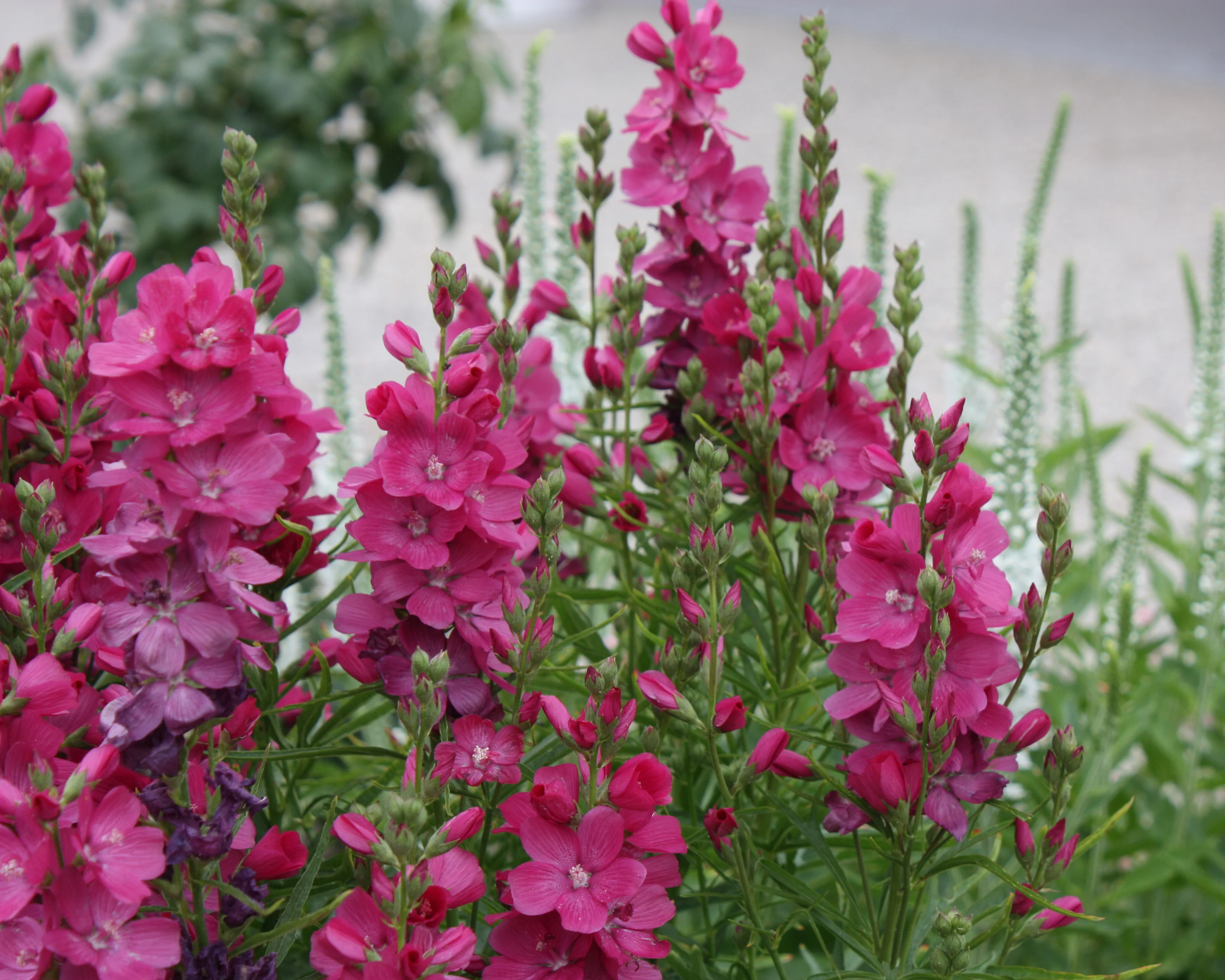 Sidalcea 'Candy Girl' - Image 4