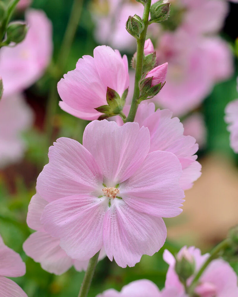 Sidalcea 'Little Princess' - Image 2