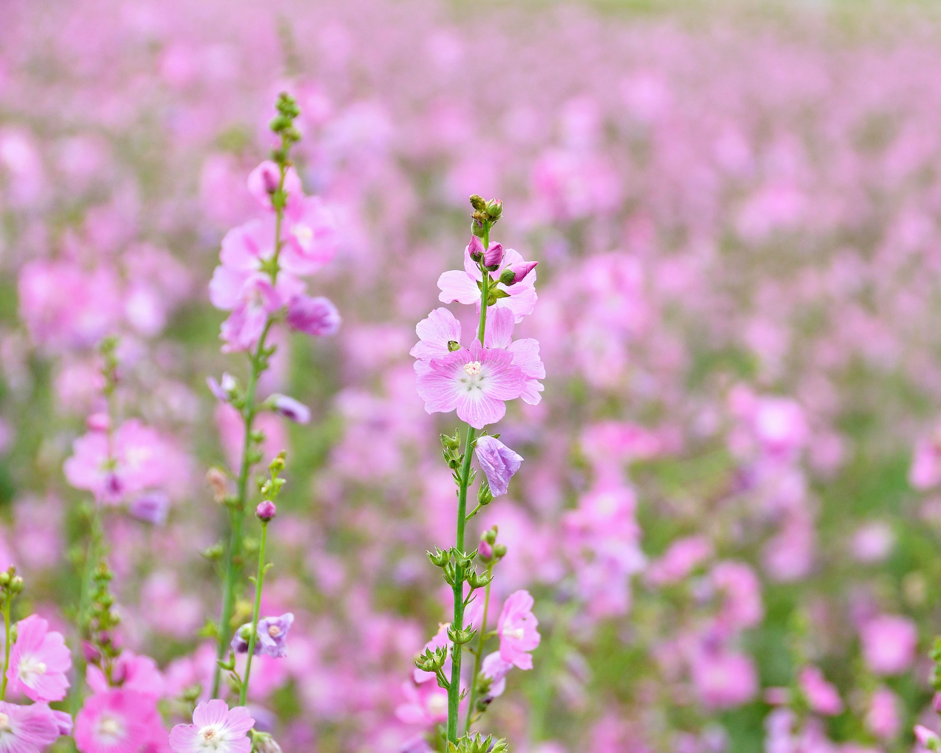 Sidalcea 'Little Princess' - Image 3