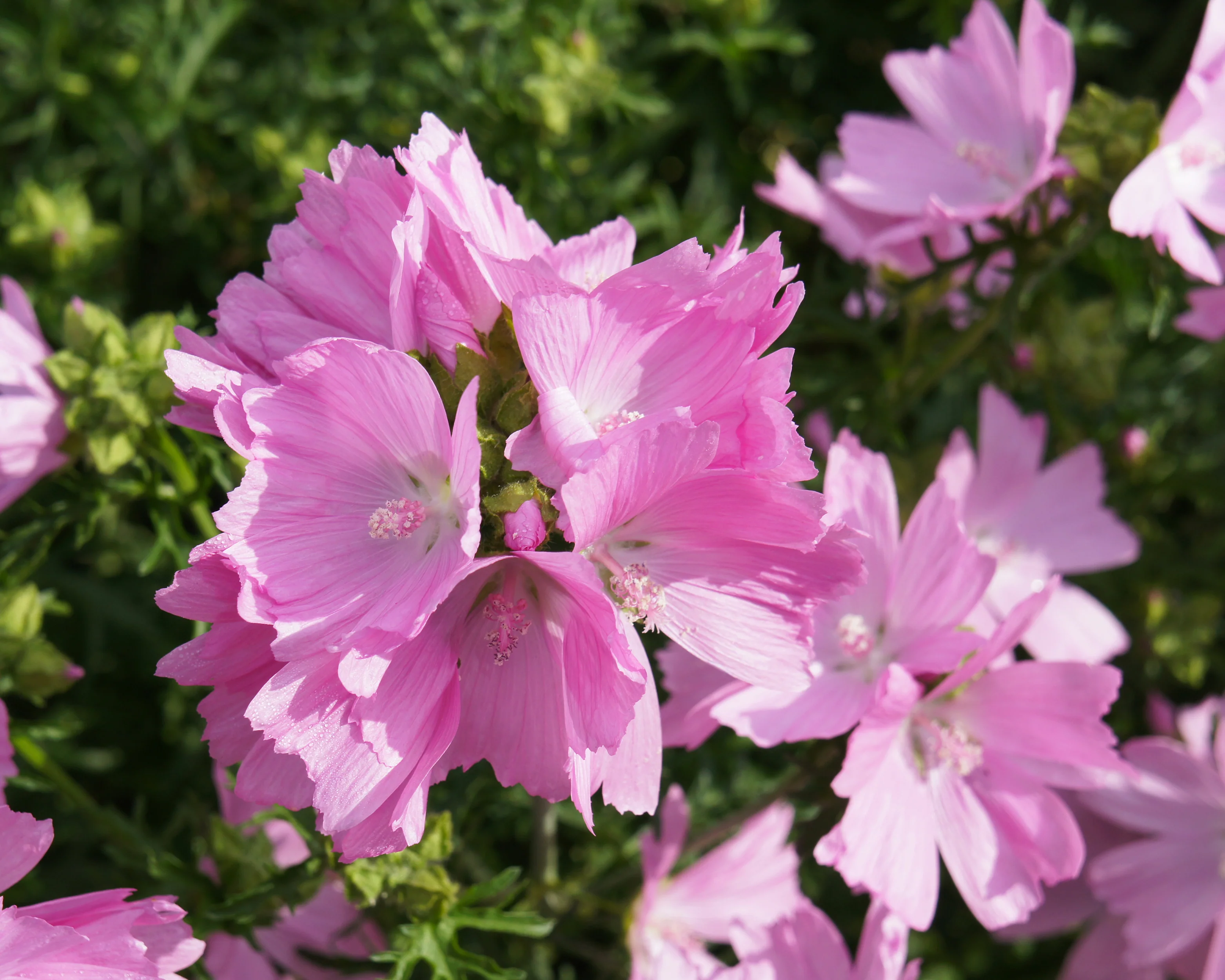 Sidalcea 'Little Princess' - Image 4