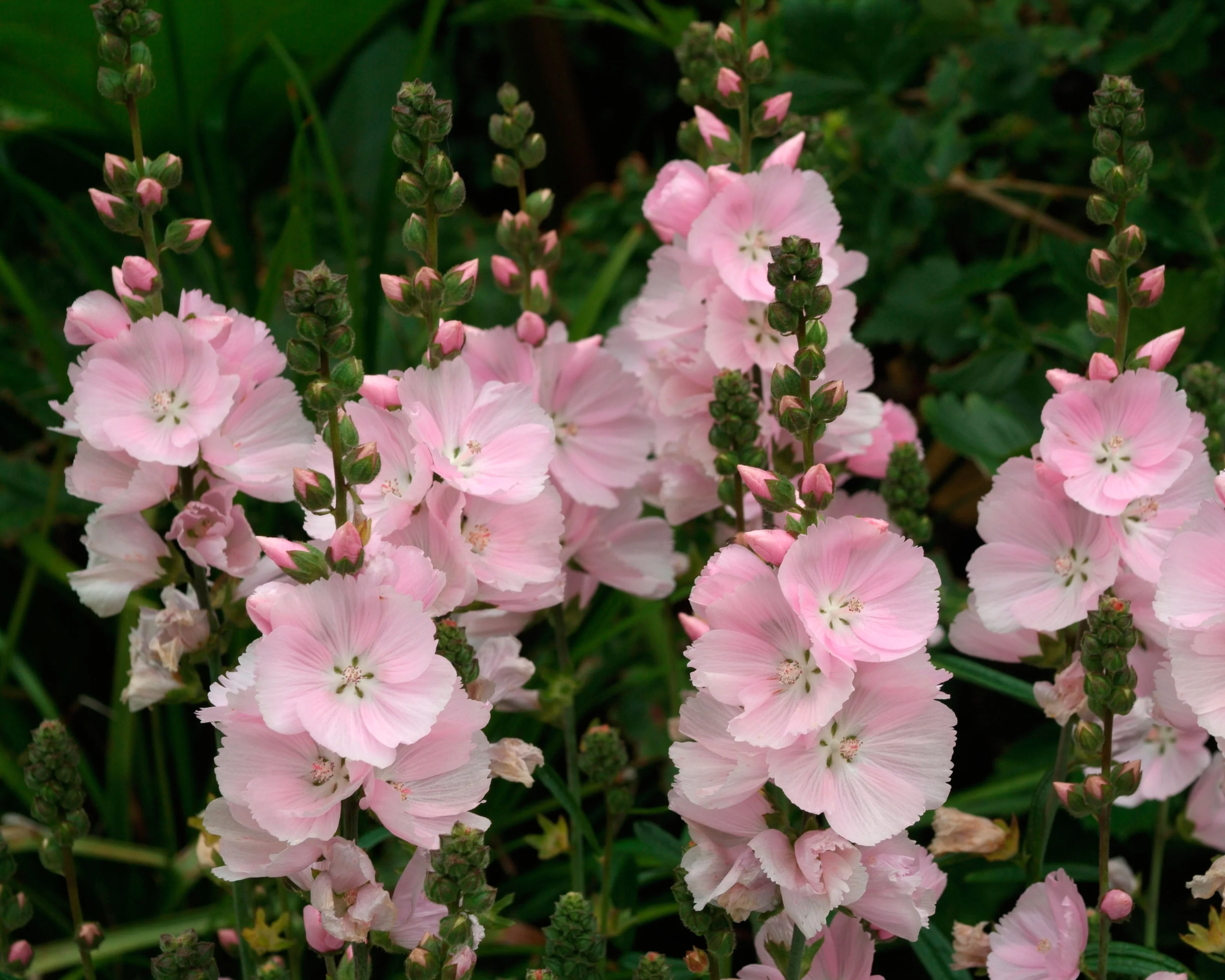 Sidalcea 'Little Princess' - Image 6