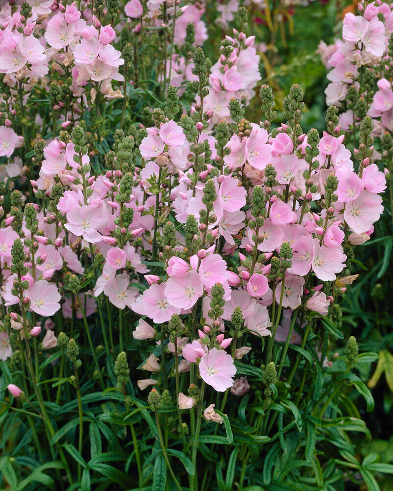 Sidalcea 'Little Princess' - Image 7