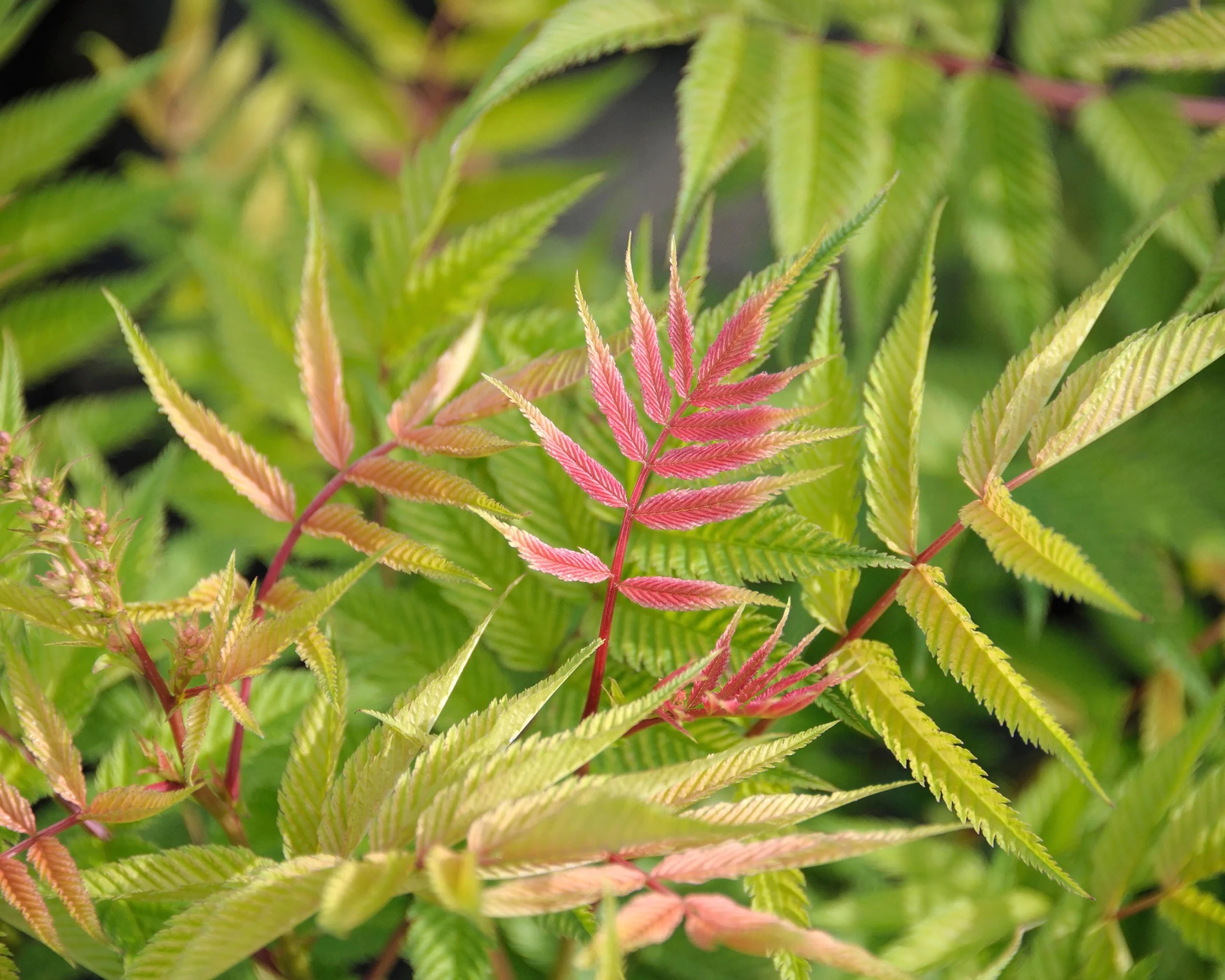 Sorbaria 'Sem' - Image 3